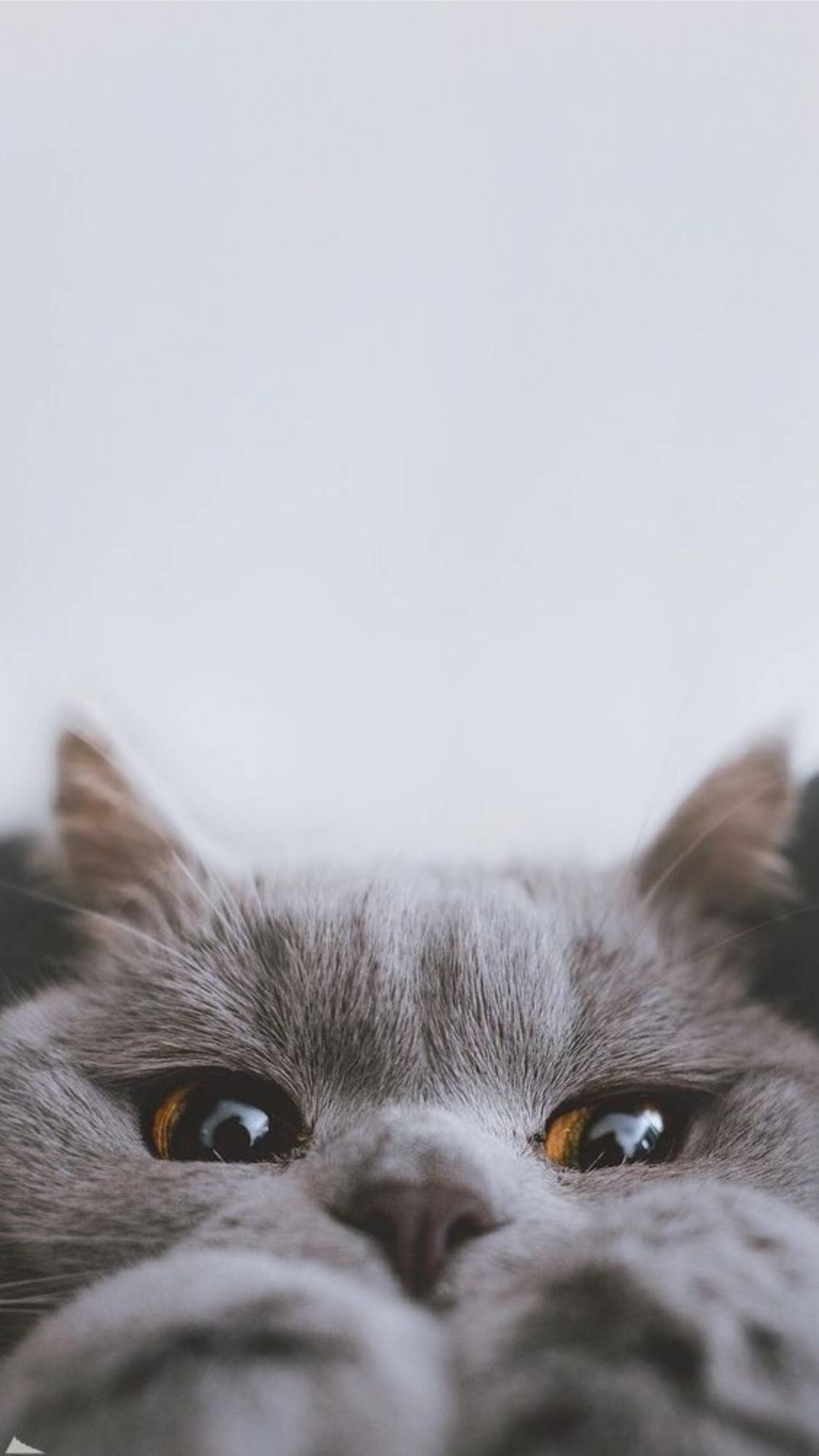 Gato Lindo Estético Jugando al Escondite Fondos de pantalla
