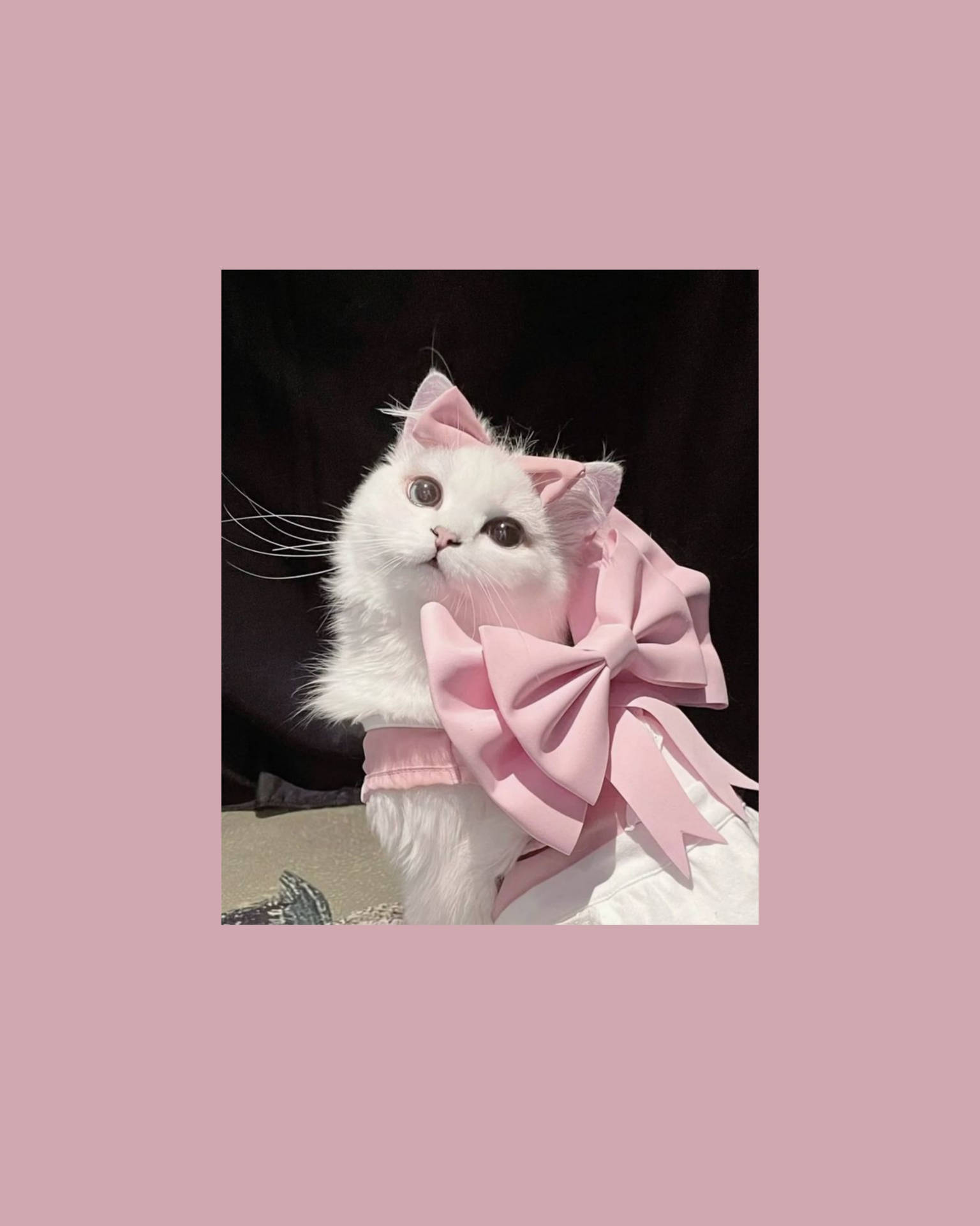Gato Lindo Estético con Listón Rosa Fondos de pantalla