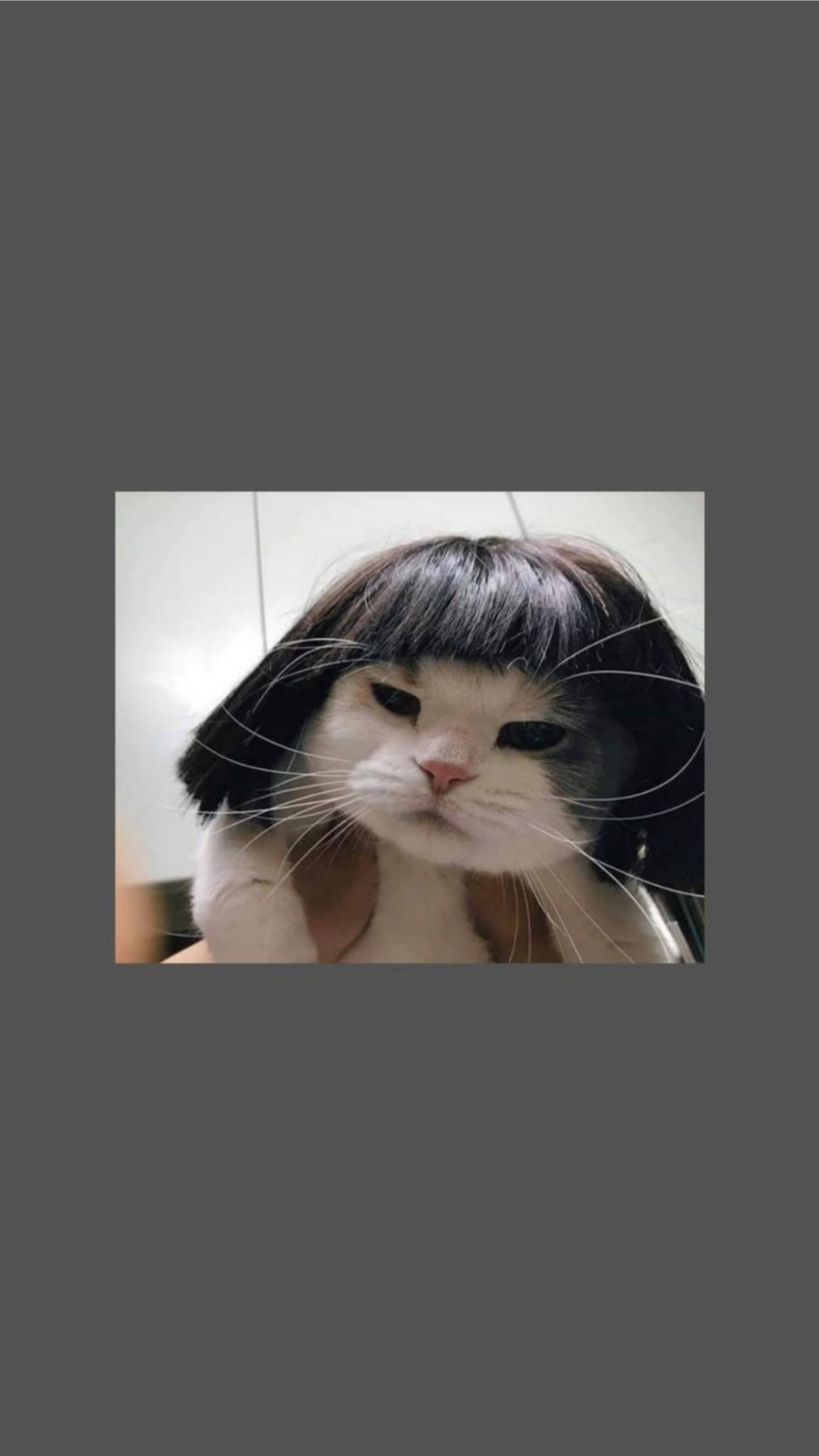 Gato Lindo Estético Divertido con Peluca Corta Fondos de pantalla