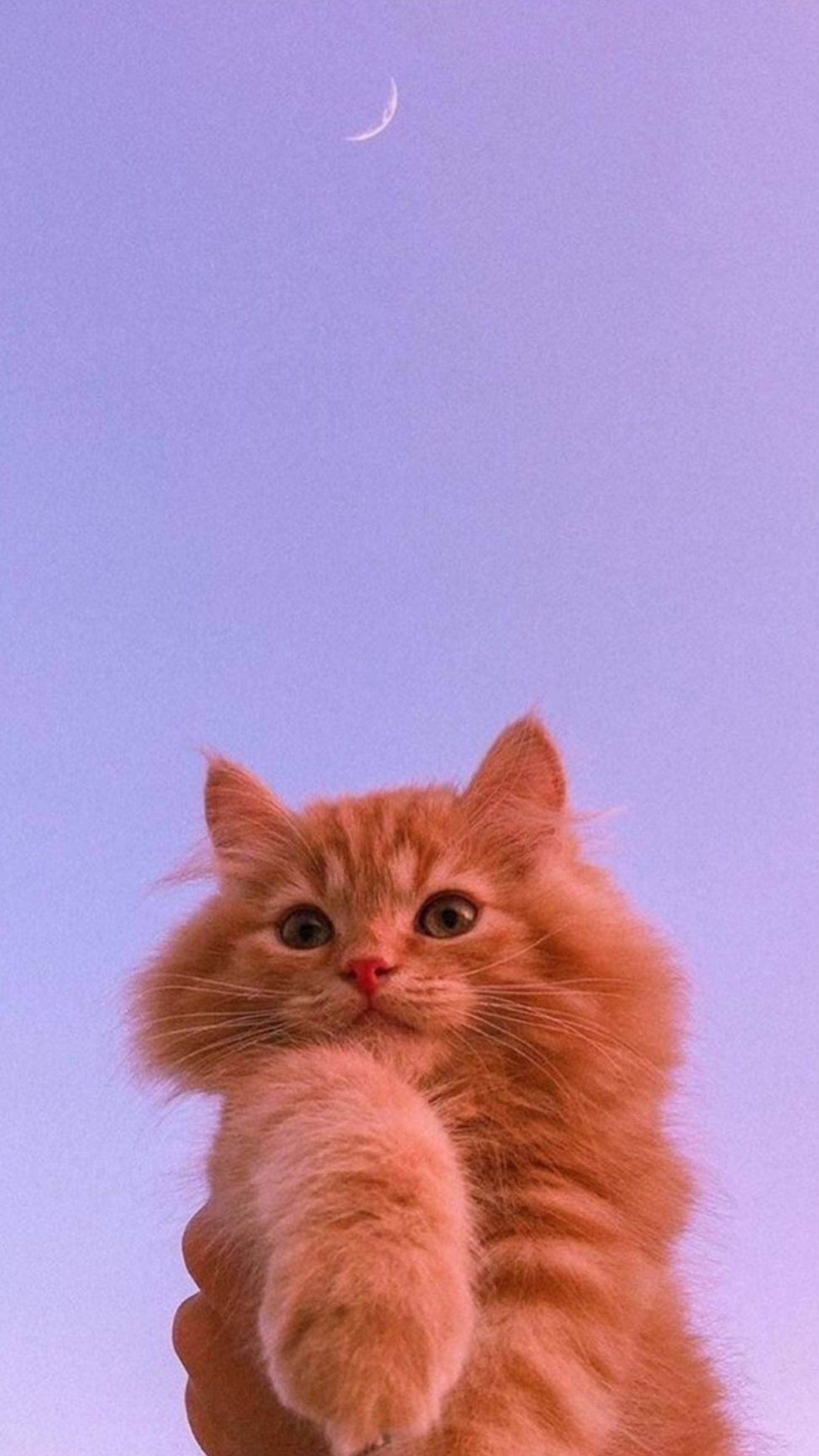 Gato Lindo Estético y Luna Creciente Fondos de pantalla