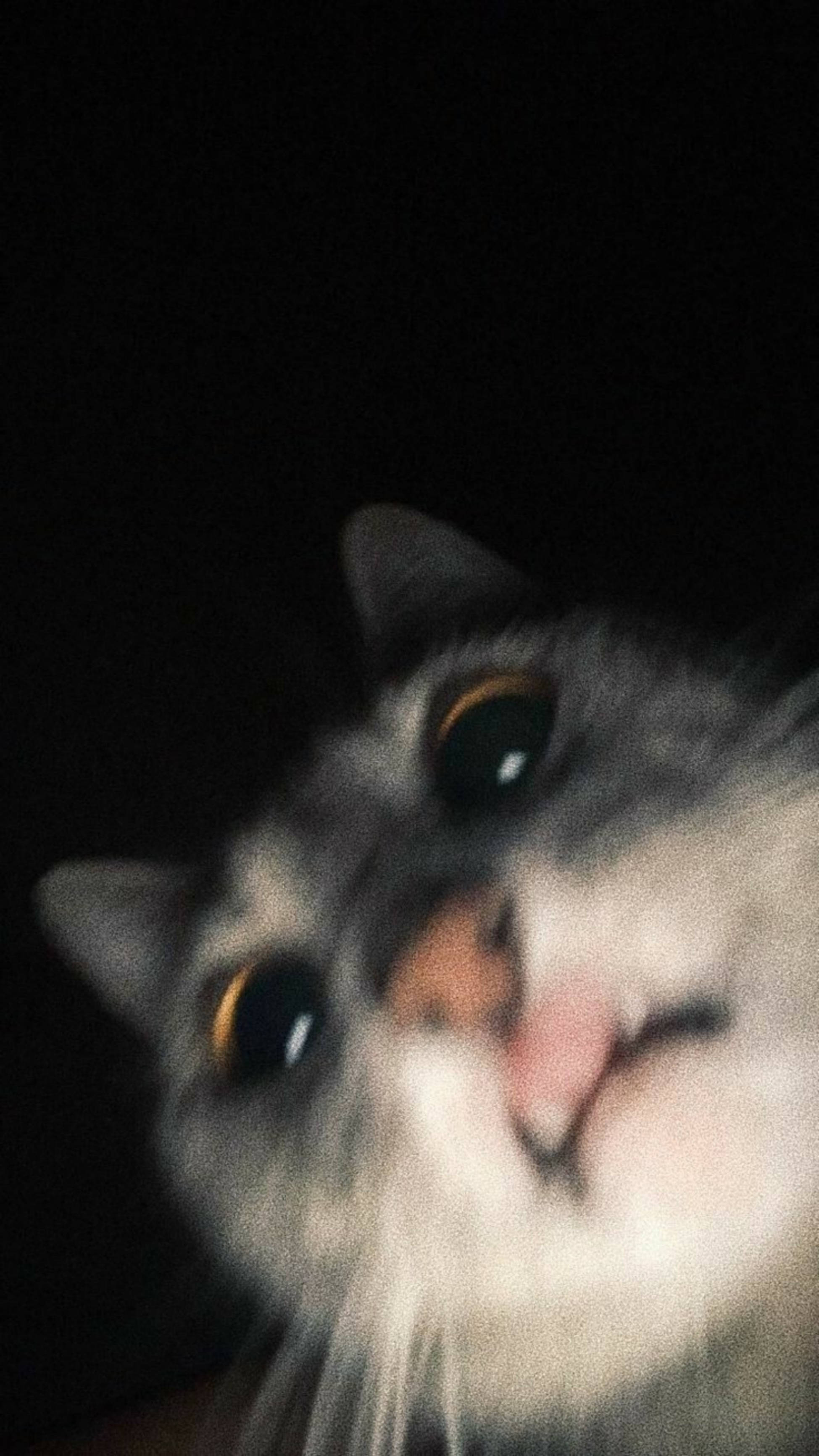 Gato Lindo Estético Cara Graciosa Sorprendida Fondos de pantalla