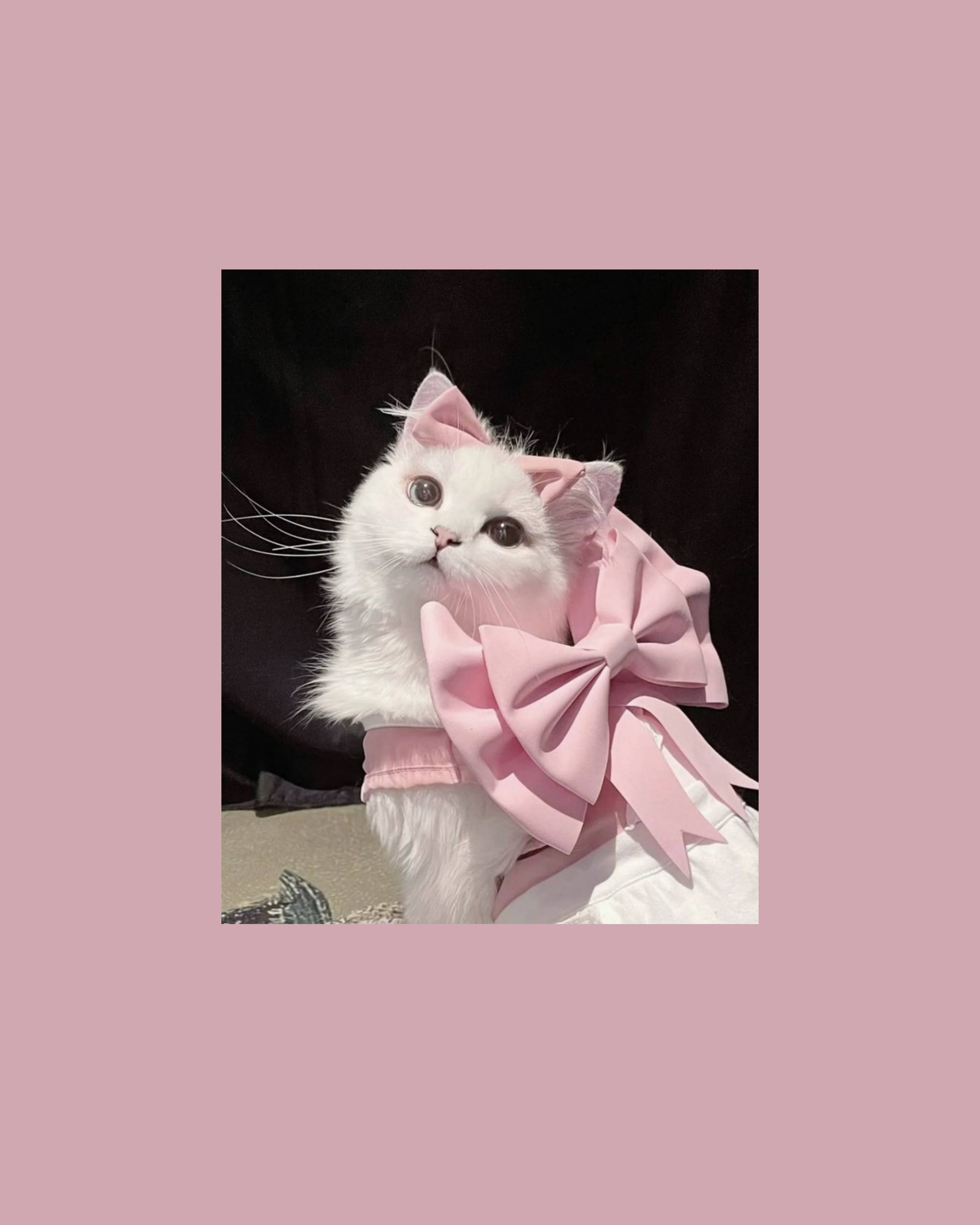 Gato Lindo Estético con Listón Rosa Fondos de pantalla