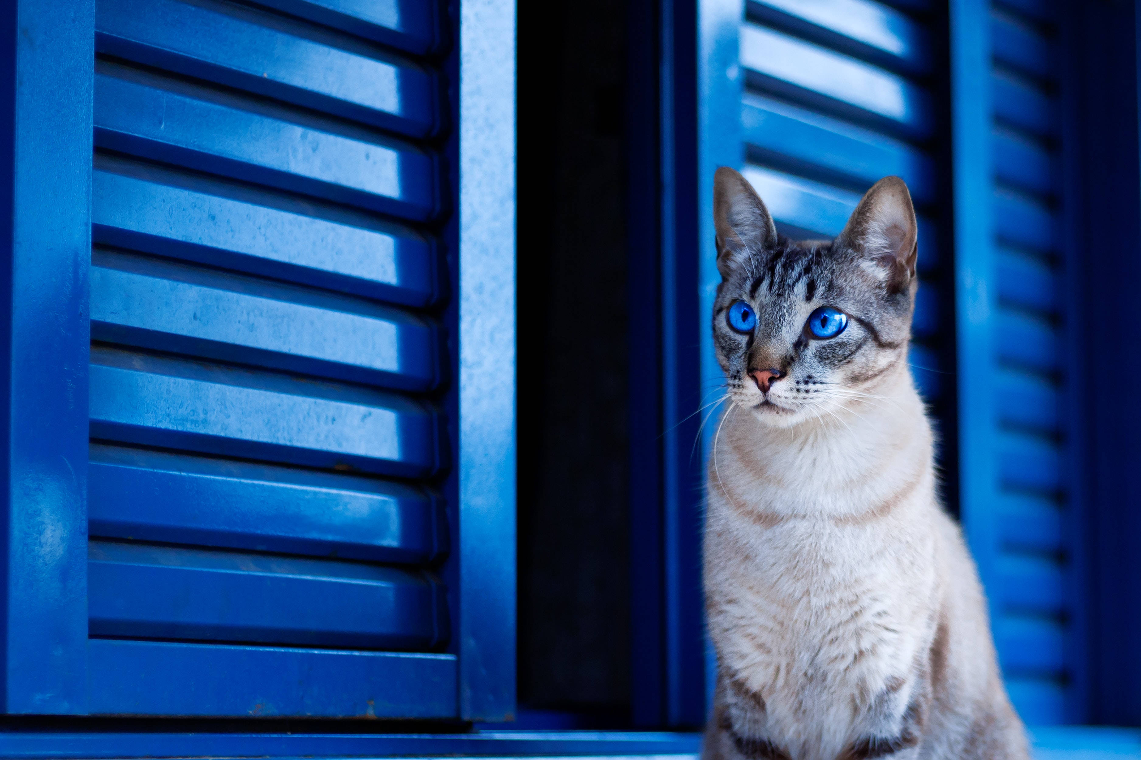 Gato Lindo Persianas Azules Fondos de pantalla
