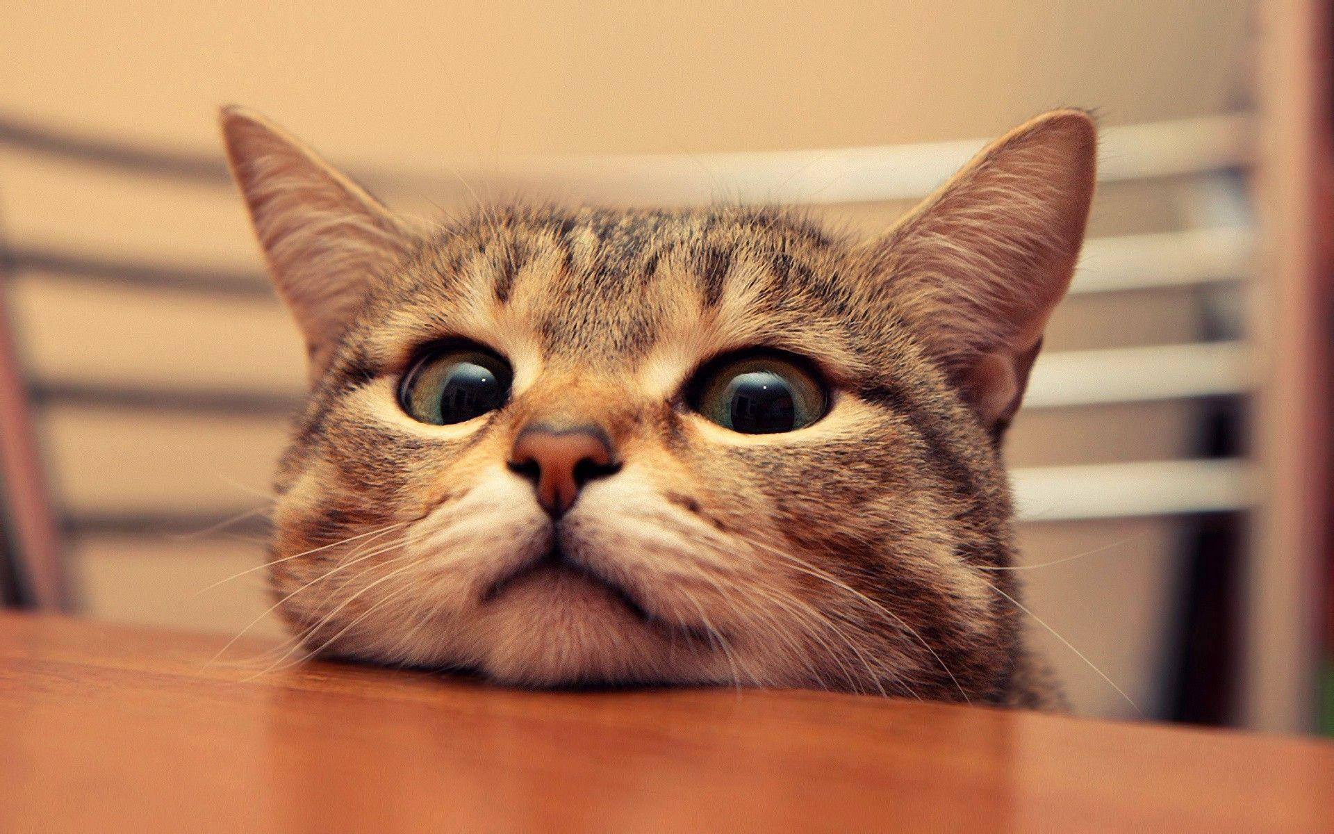 Gato Lindo y Aburrido Divertido Fondos de pantalla