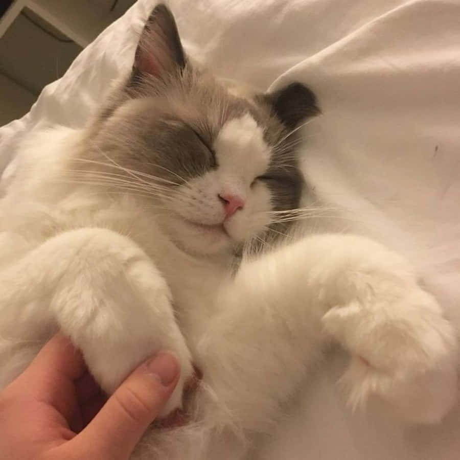 Gato Lindo y Estético Fondos de pantalla