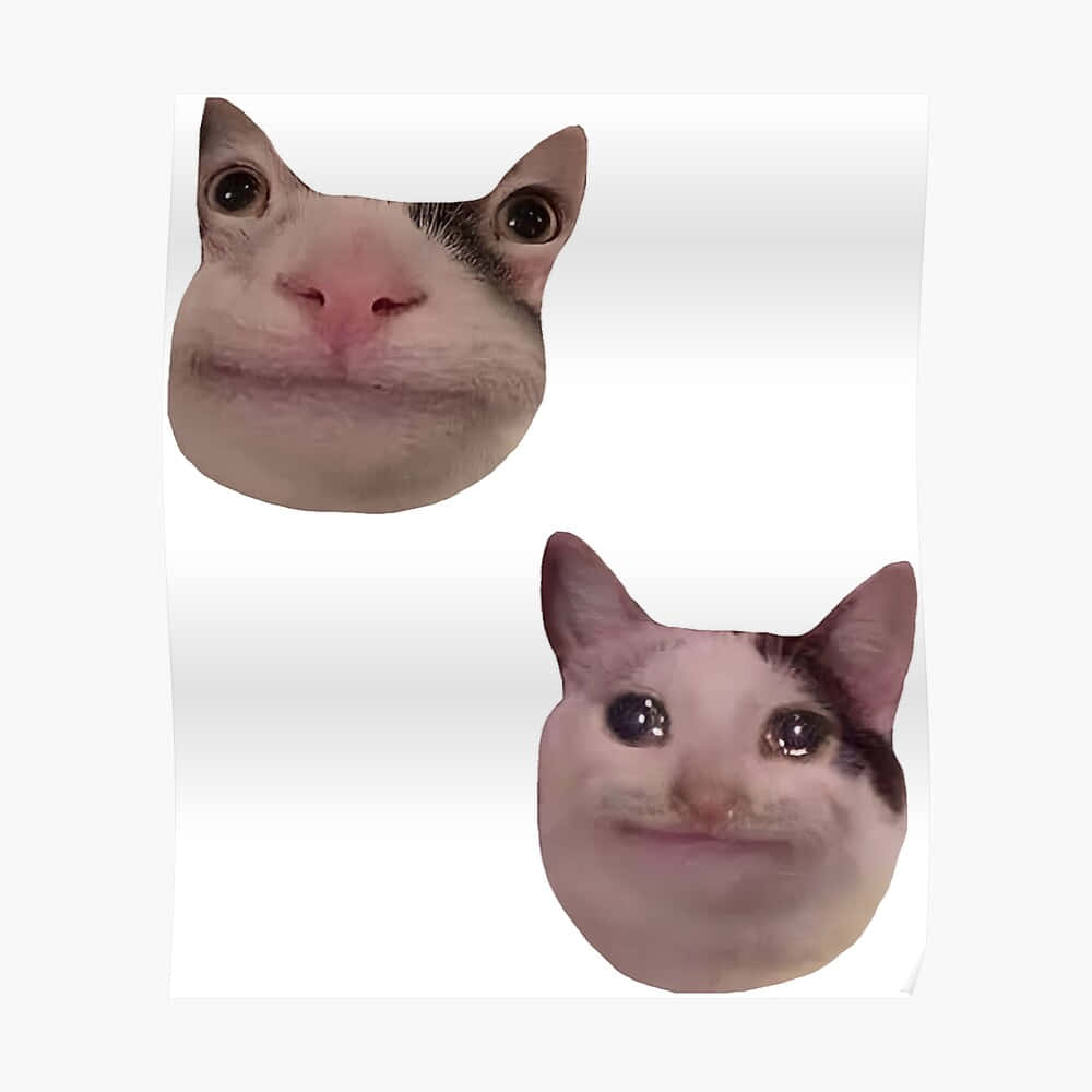 Gato Meme Divertido para Foto de Perfil de Discord Fondos de pantalla
