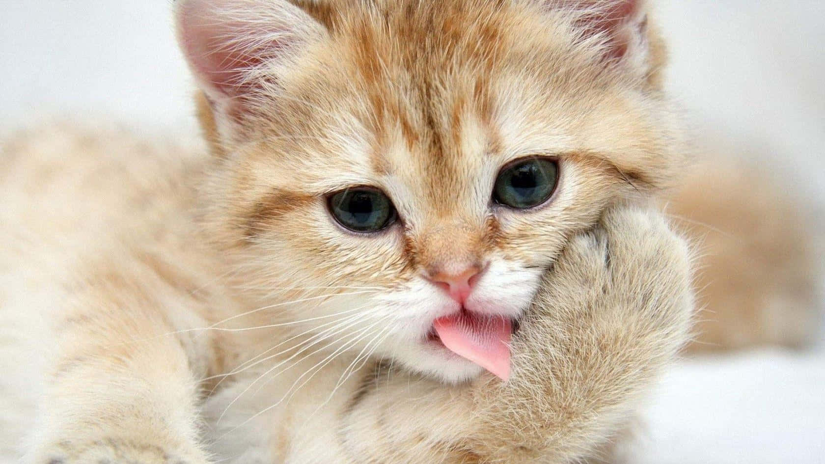 Gato Munchkin Divertido y Lindo Fondos de pantalla