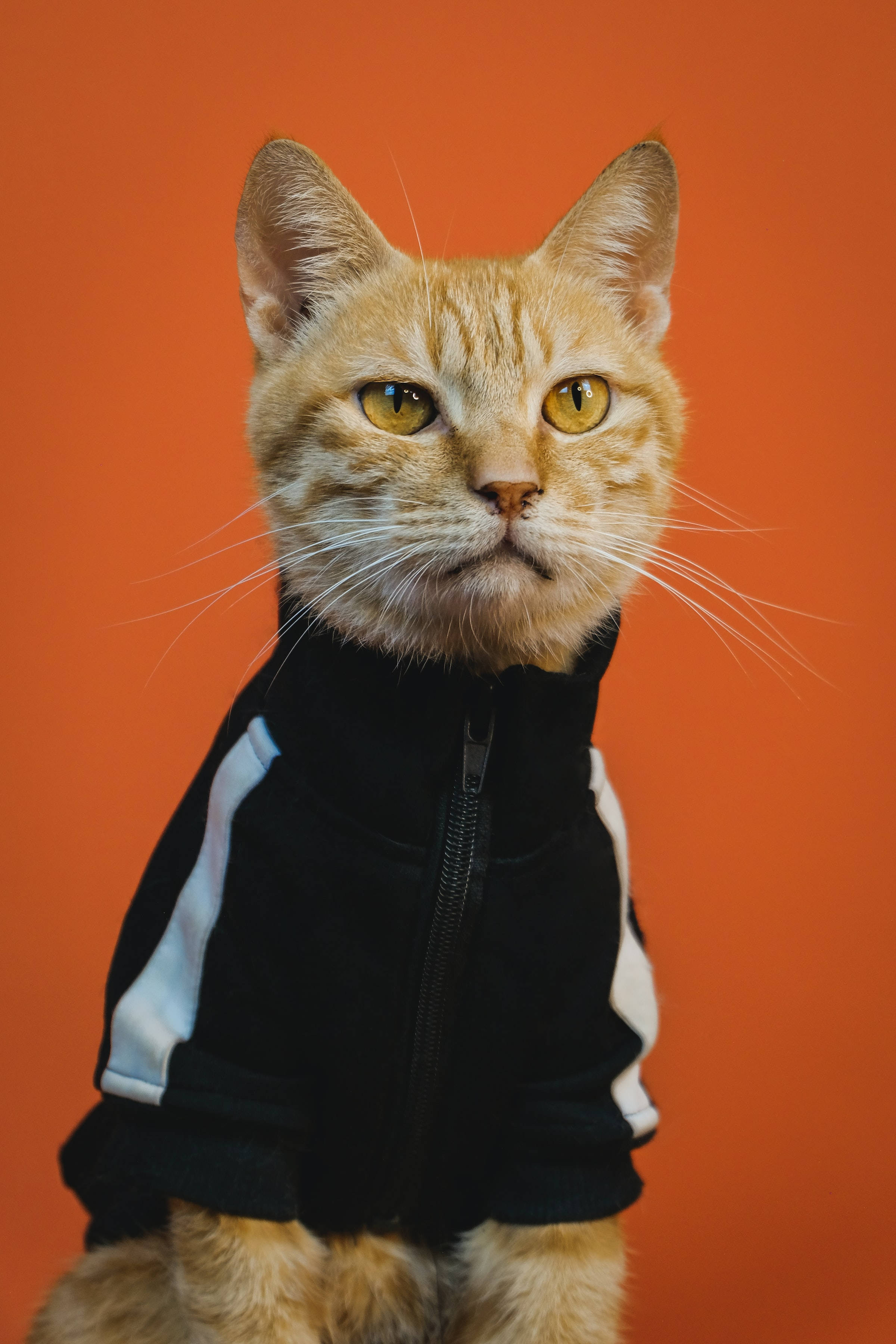 Gato Naranja Atigrado Divertido PFP Fondos de pantalla