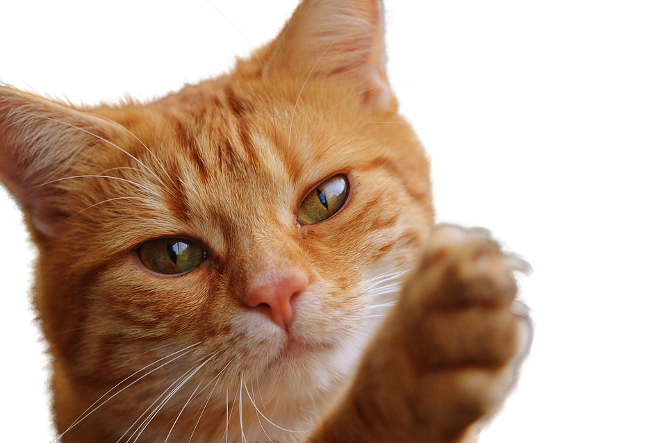 Gato naranja levantando la pata Fondos de pantalla