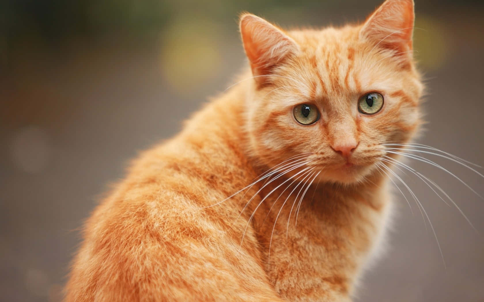 Gato Naranja Mirando Hacia Atrás Fondos de pantalla