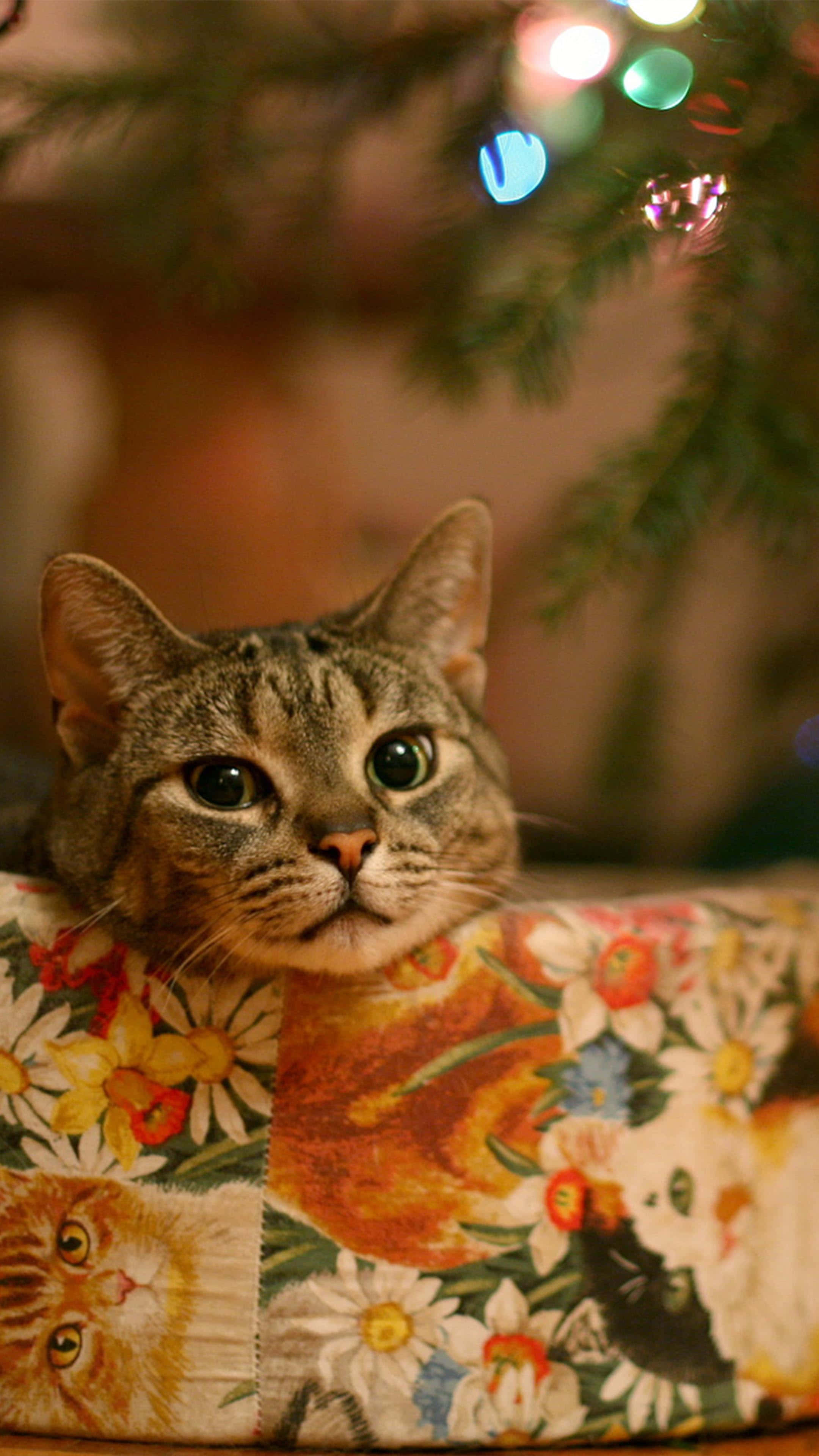 Gato Navideño en Flores Fondos de pantalla