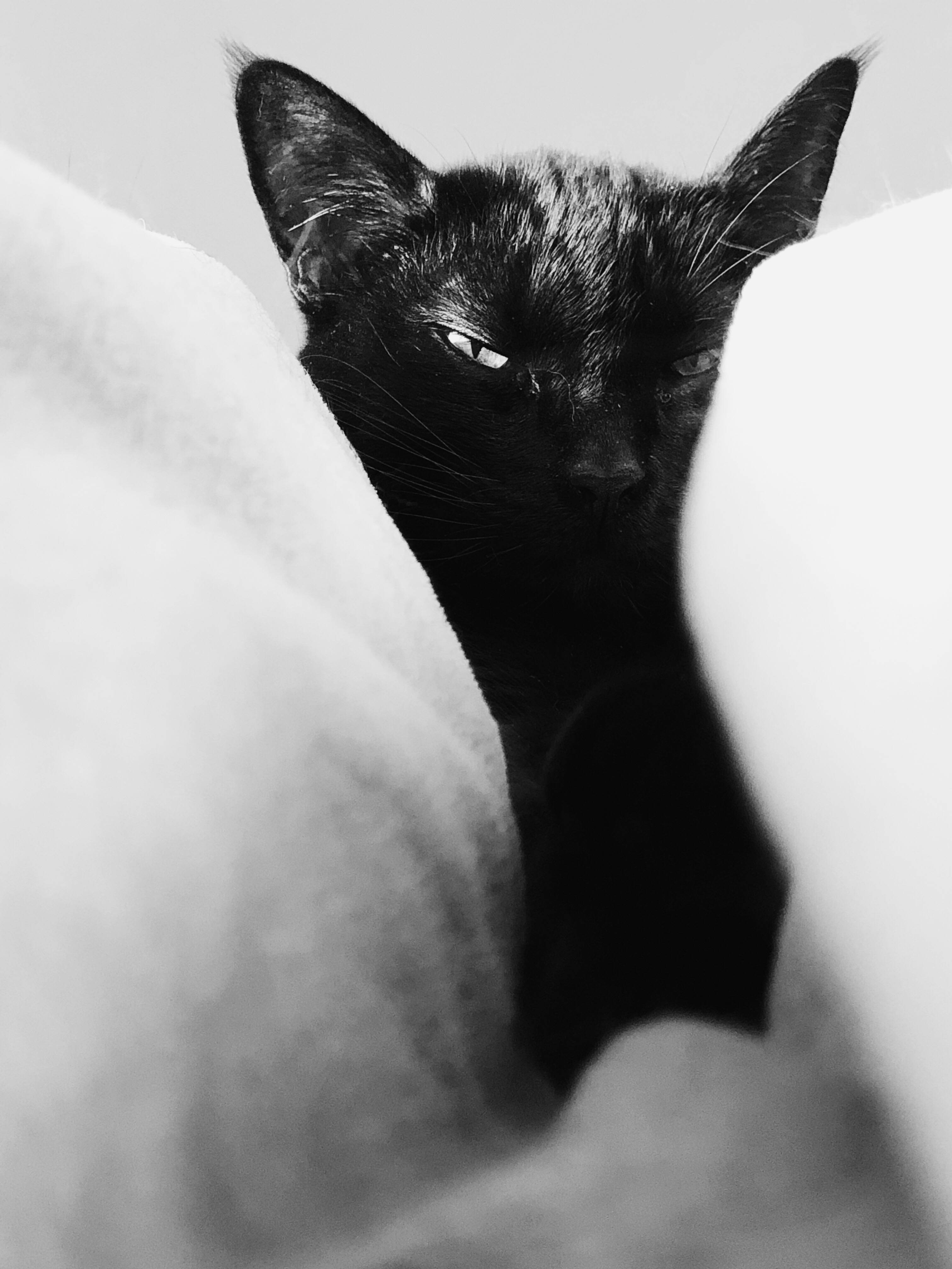Gato Negro Almohadas Blancas Fondos de pantalla