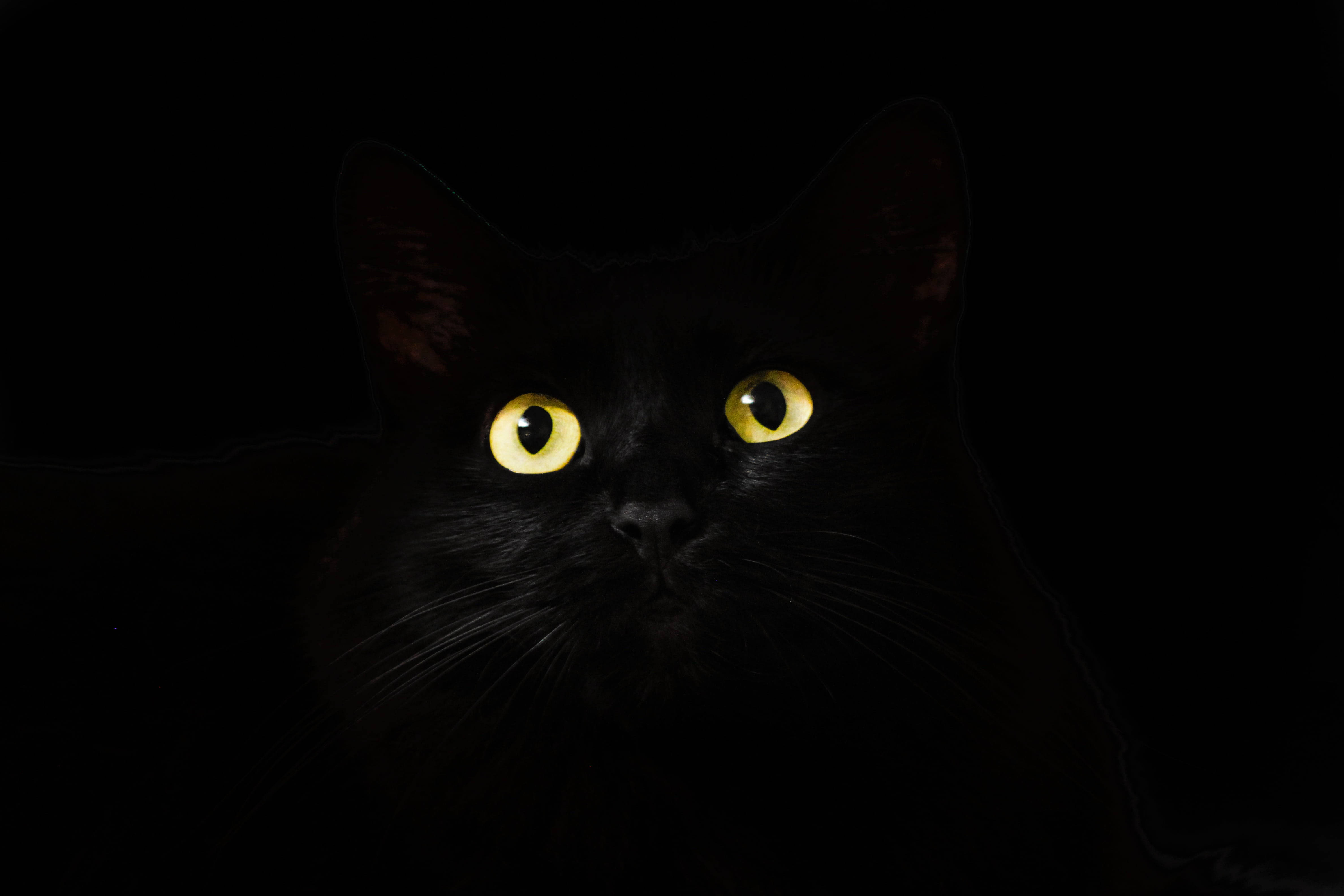 Gato Negro Blanco y Negro PFP Fondos de pantalla
