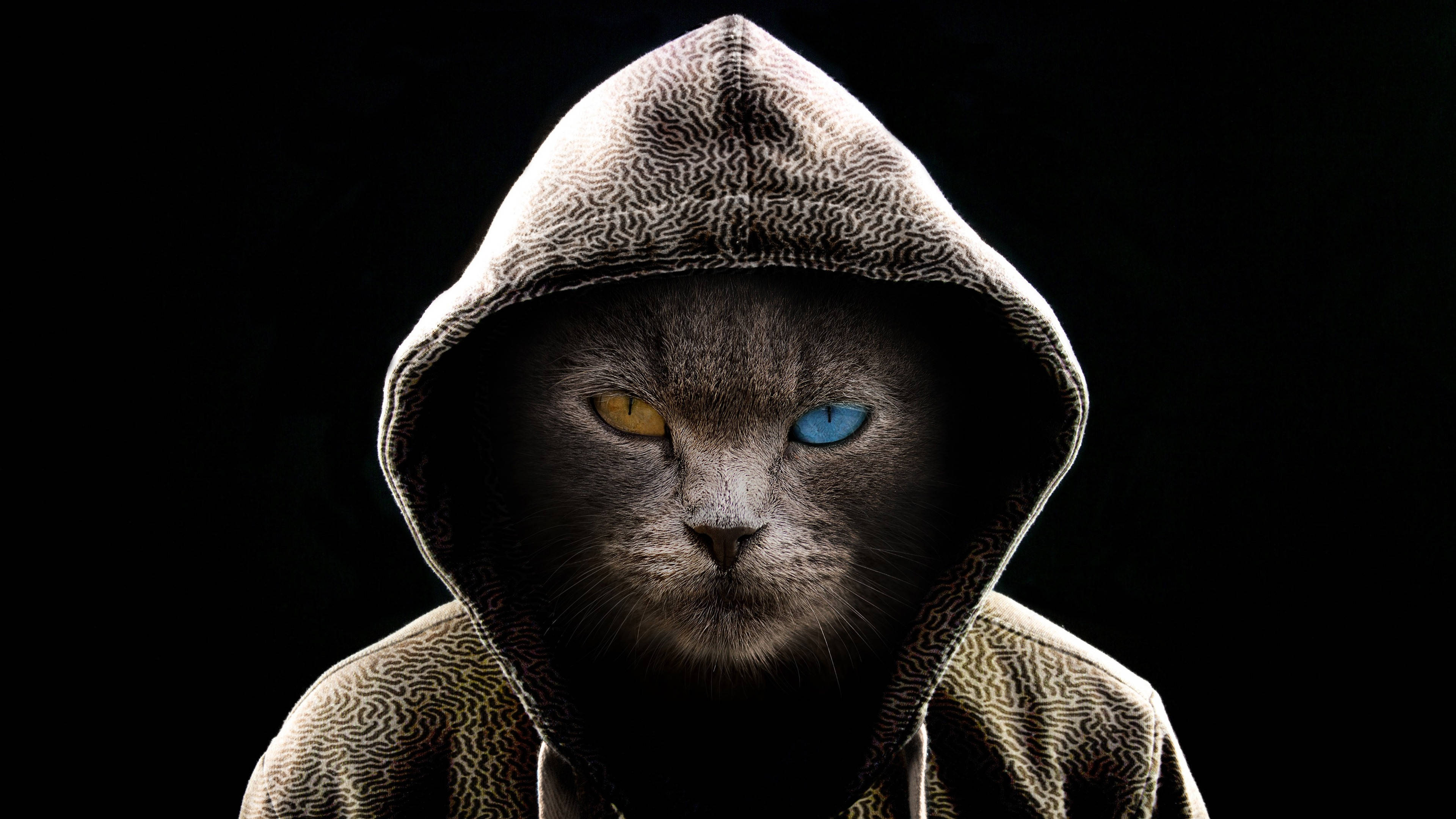 Gato Negro con Capucha Cool para Computadora Fondos de pantalla