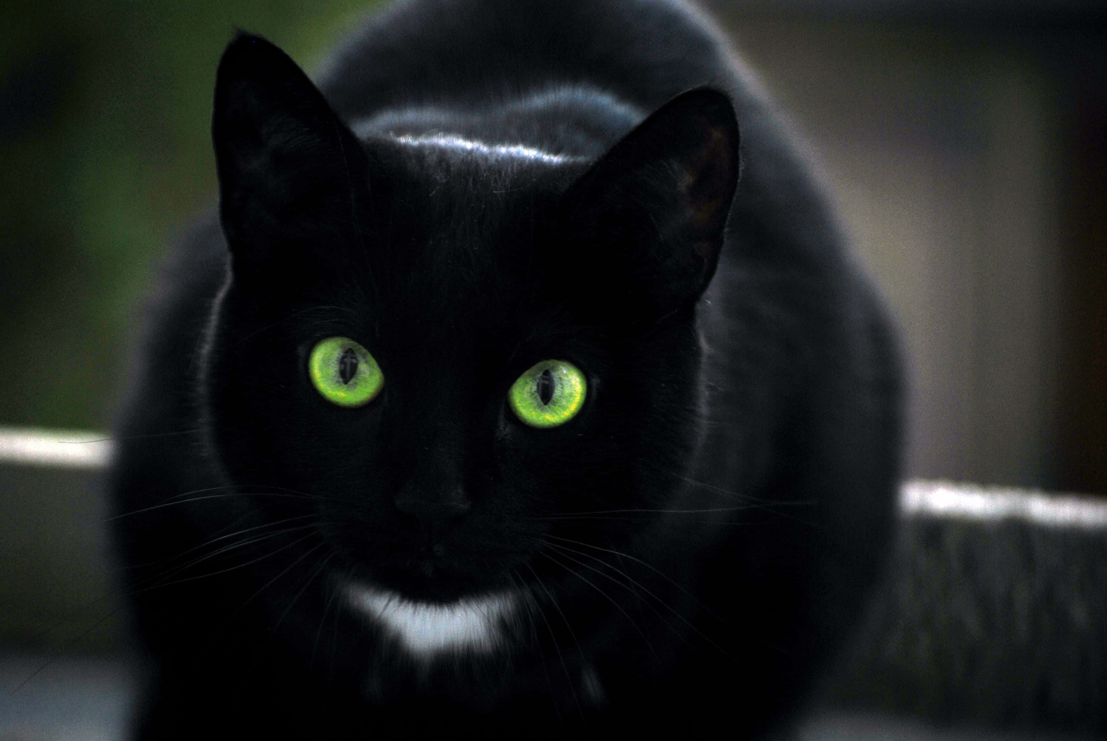 Gato Negro con Ojos Verdes Fondos de pantalla