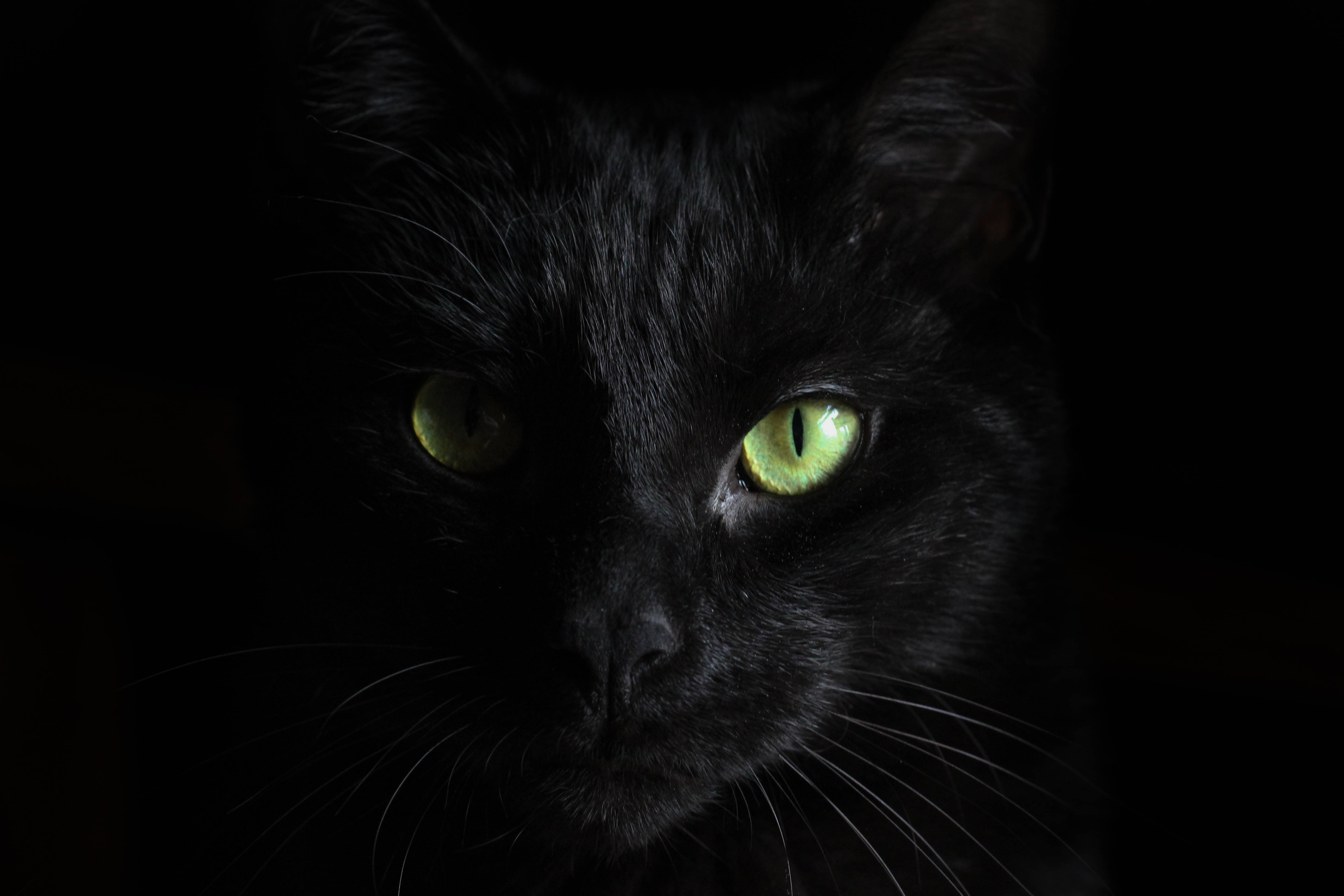 Gato Negro de Ojos Verdes Fondos de pantalla
