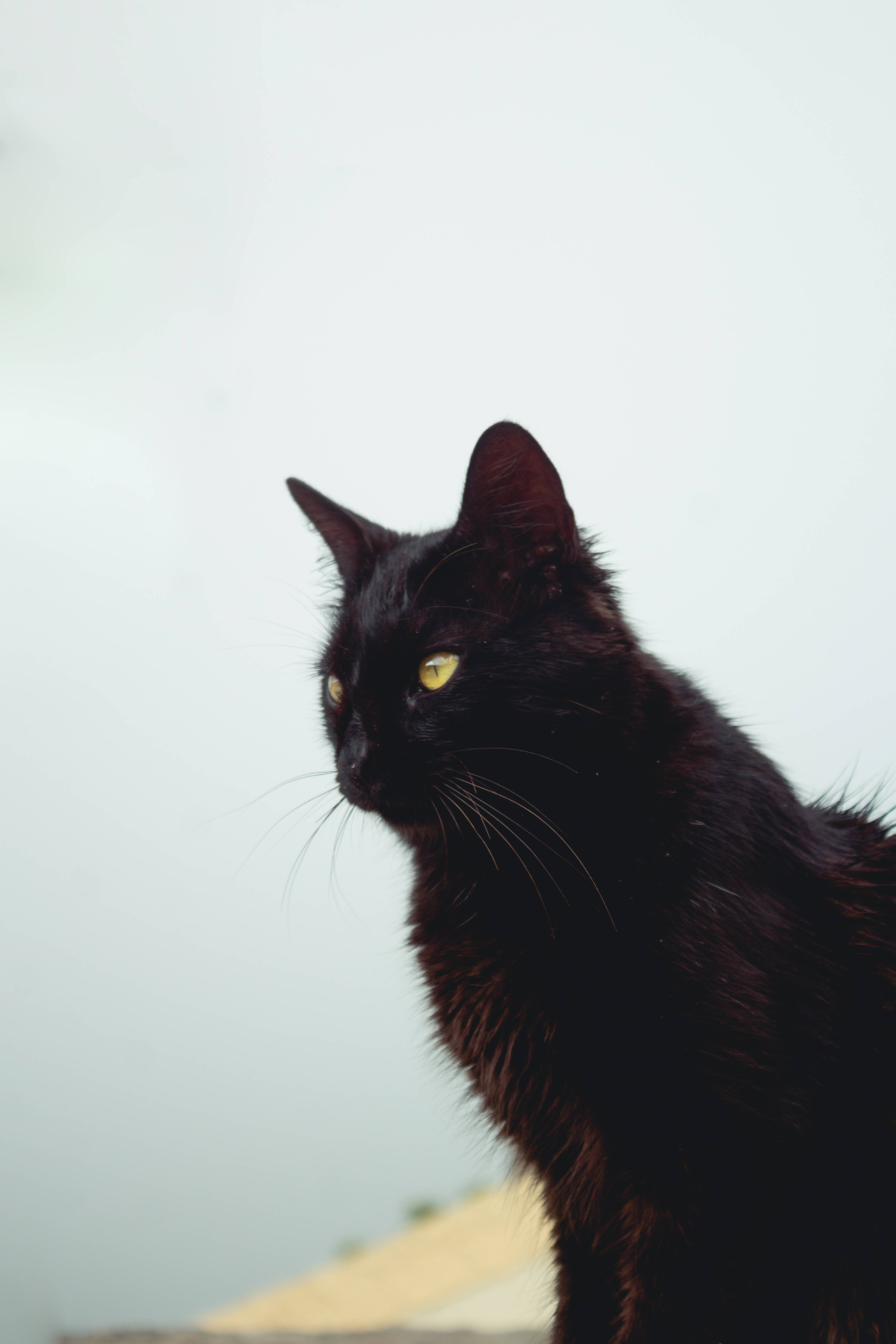 Gato negro de pelo largo Fondos de pantalla
