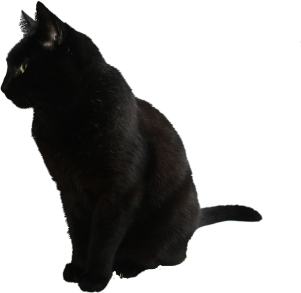 Gato Negro de Perfil Fondos de pantalla