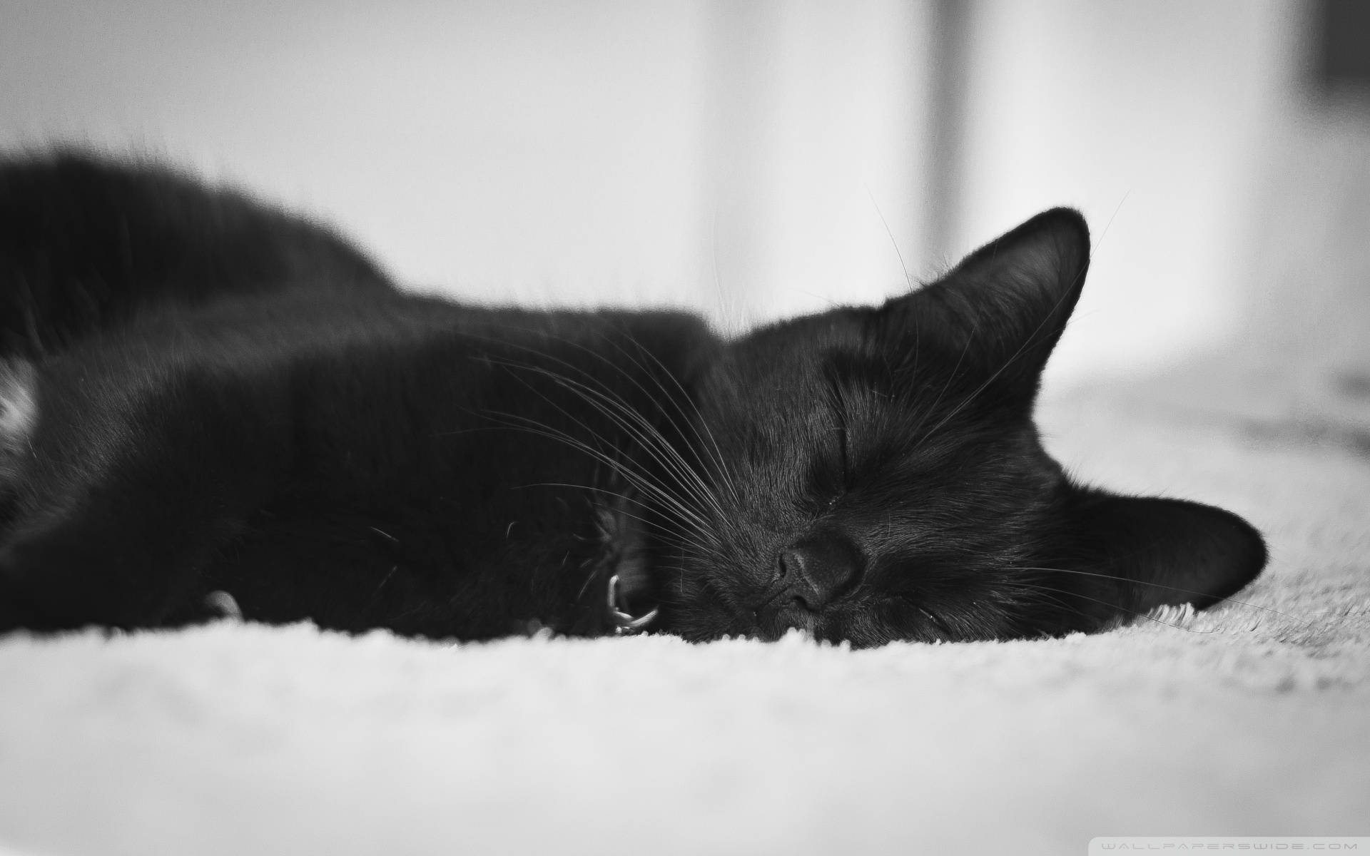 Gato Negro Durmiendo Tierno Fondos de pantalla