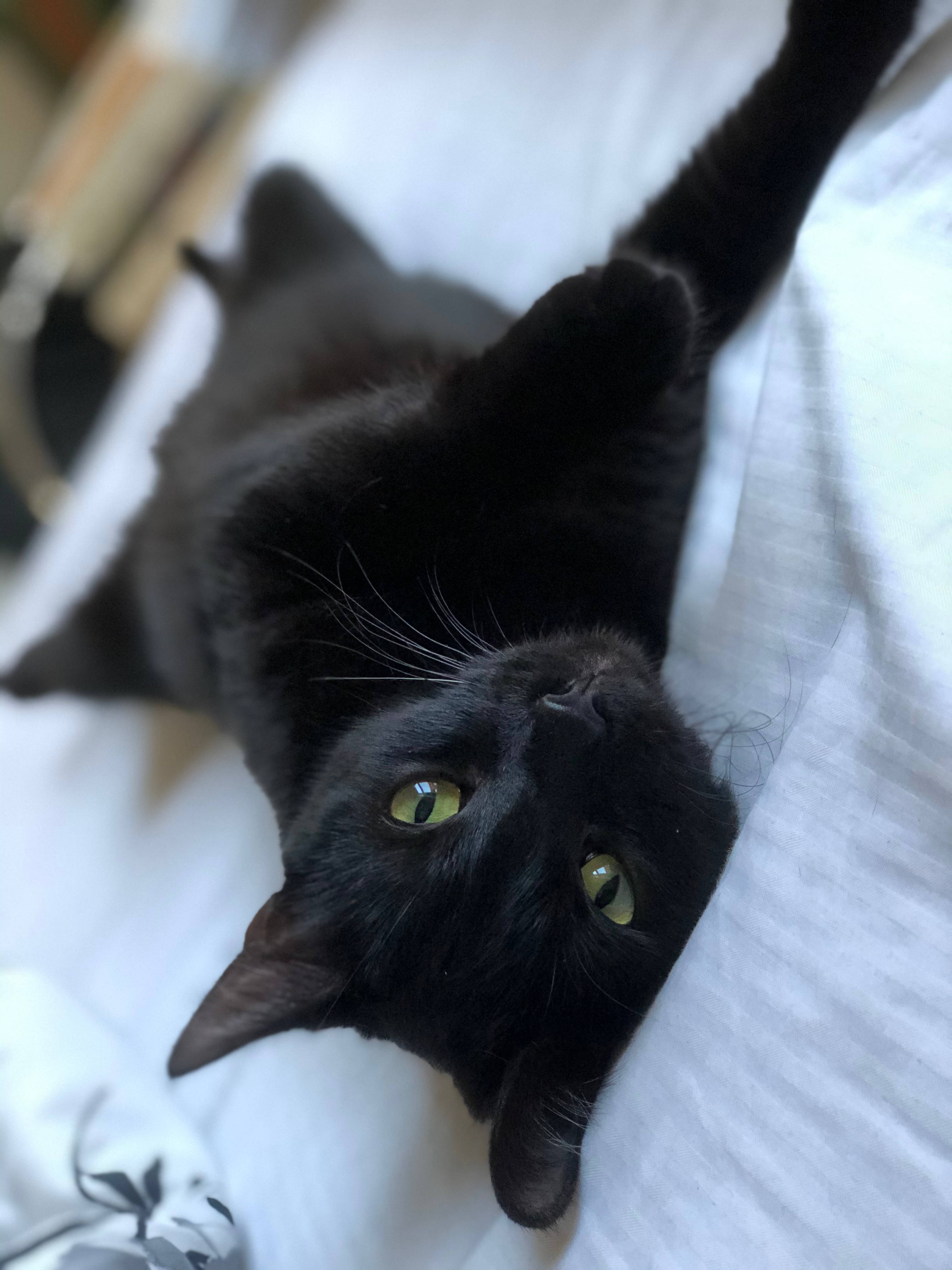 Gato negro en la cama Fondos de pantalla