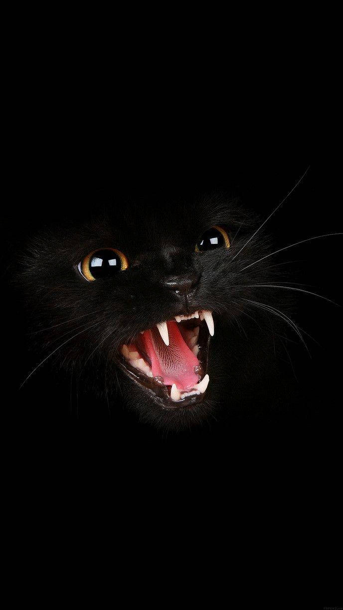 Gato negro enojado en pantalla oscura Fondos de pantalla