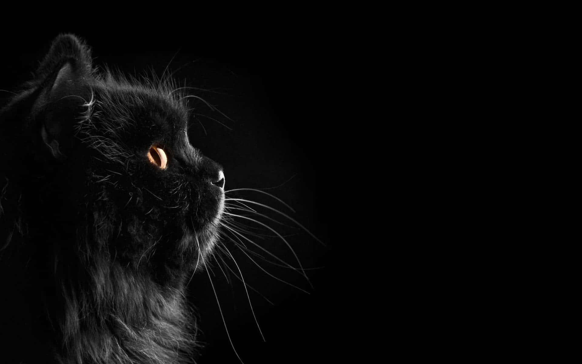 Gato negro esponjoso y lindo y oscuro Fondos de pantalla