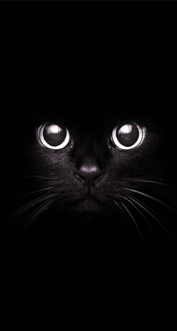 Gato negro estético en blanco y negro adorable Fondos de pantalla
