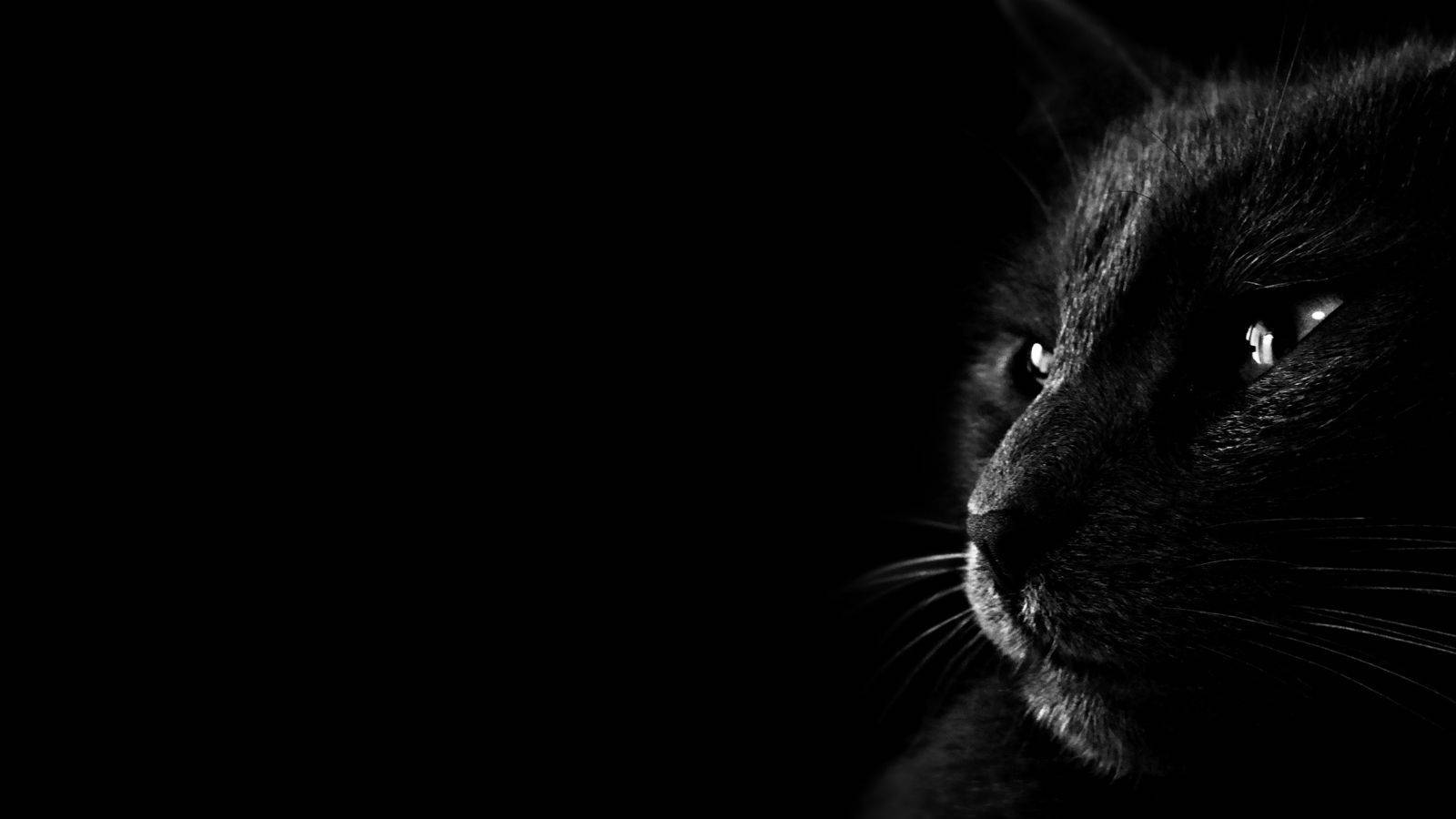 Gato negro estético Fondos de pantalla