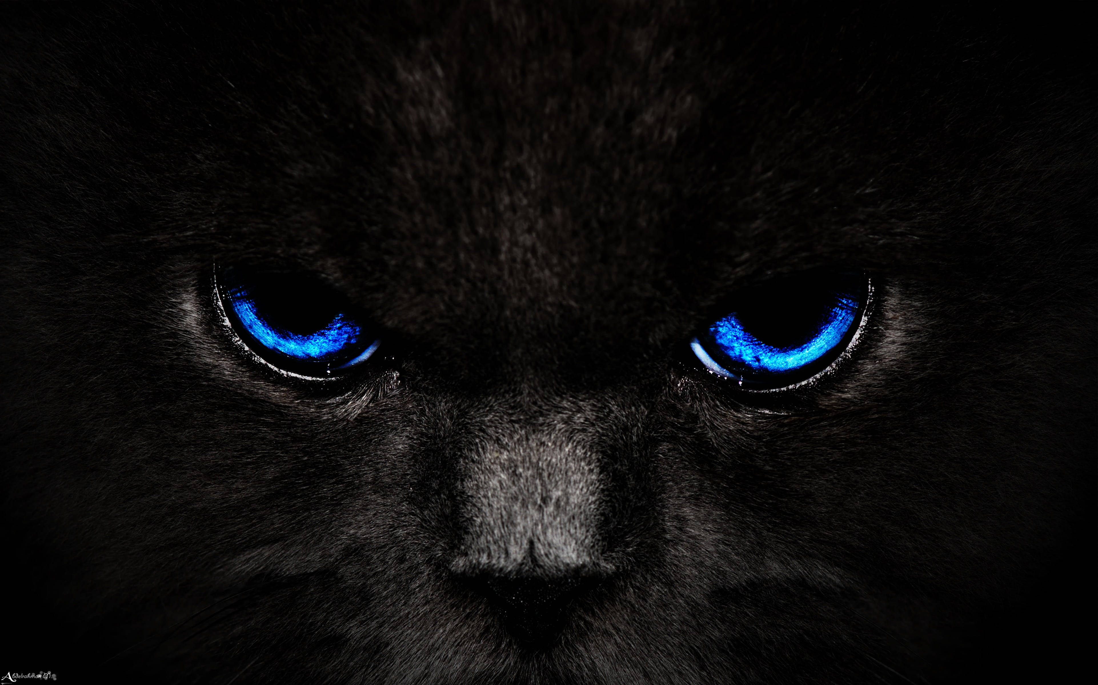 Gato Negro Estético Azul Oscuro HD Fondos de pantalla