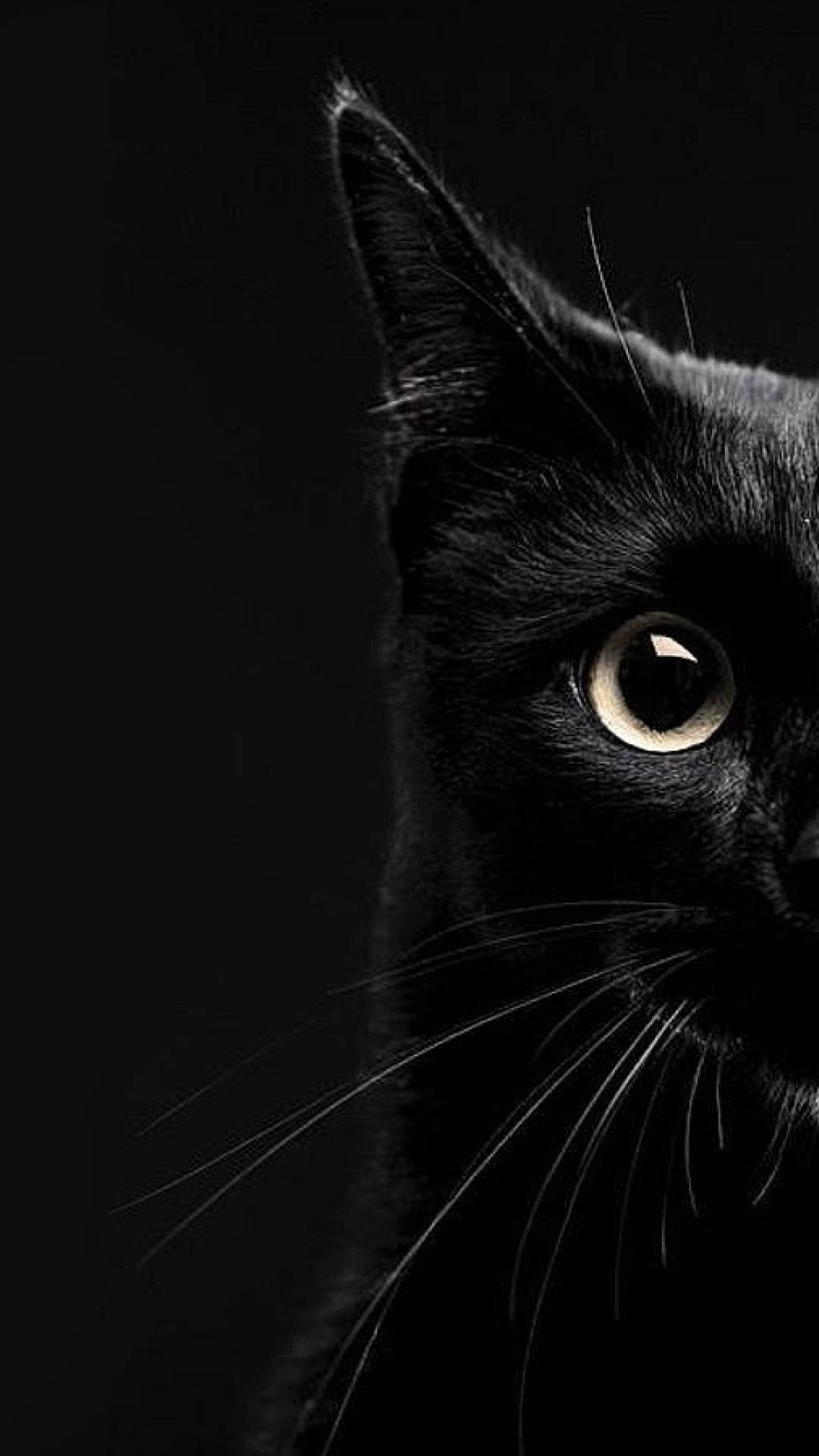 Gato negro estético en primer plano para iPhone Fondos de pantalla