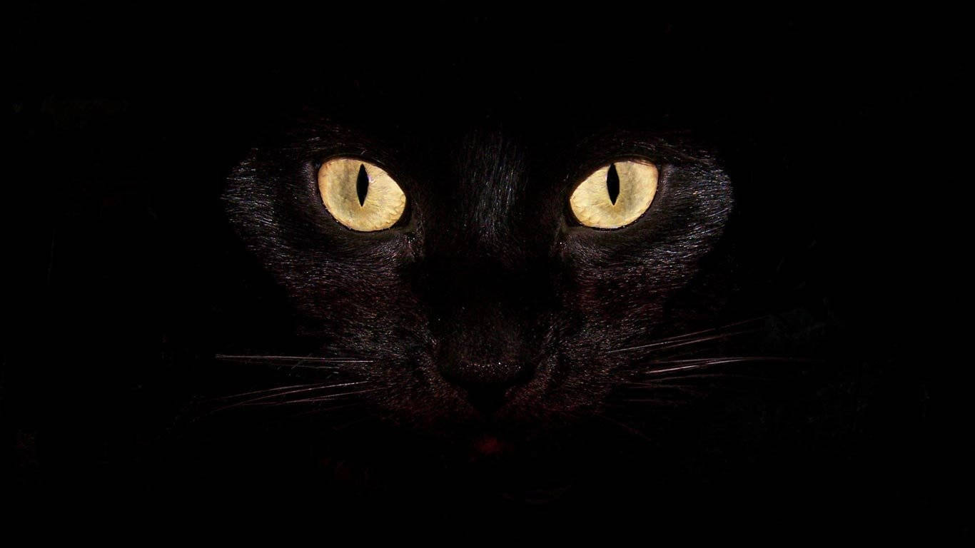 Gato Negro Genial Fondos de pantalla