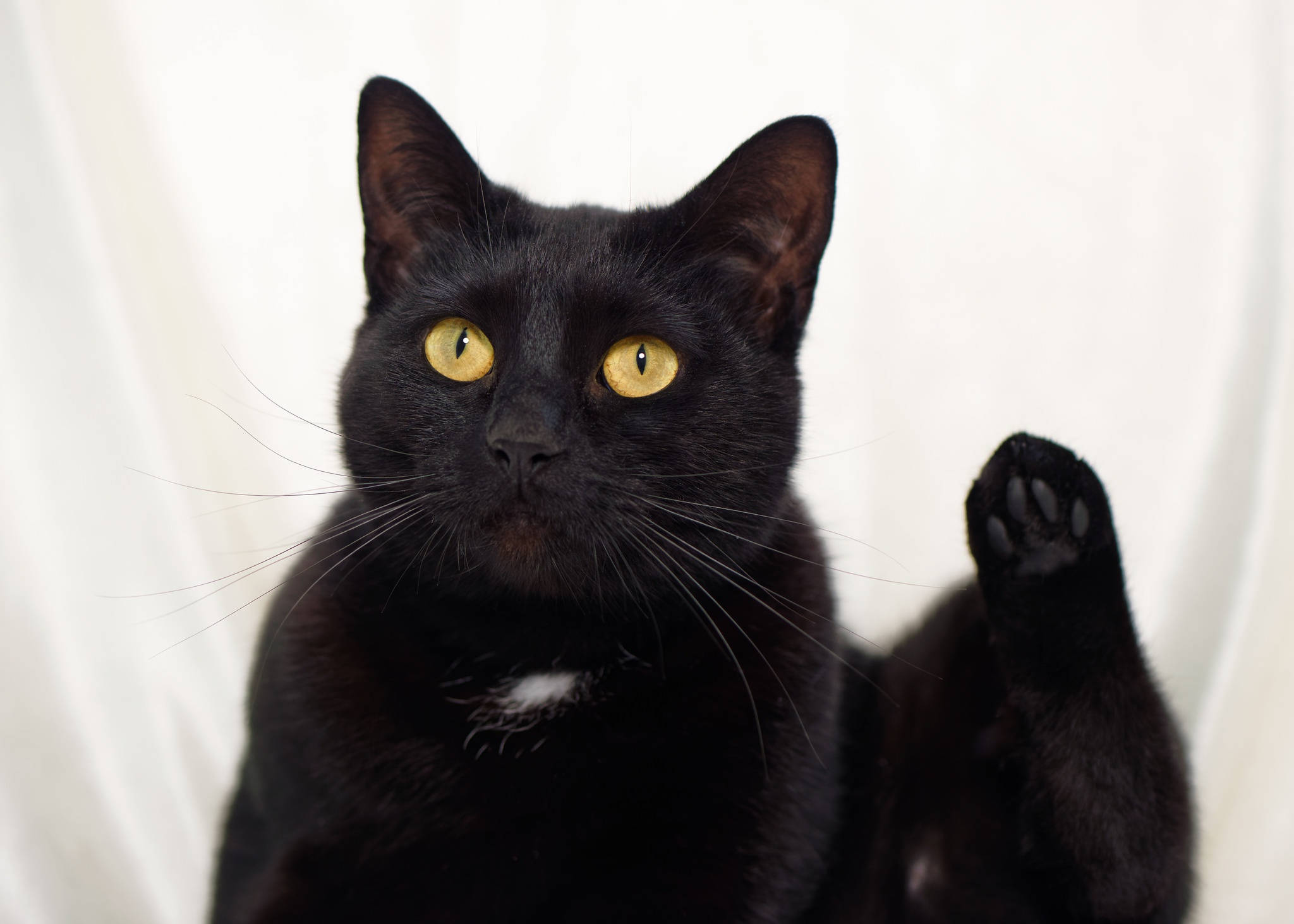 Gato negro gordo con pata levantada Fondos de pantalla