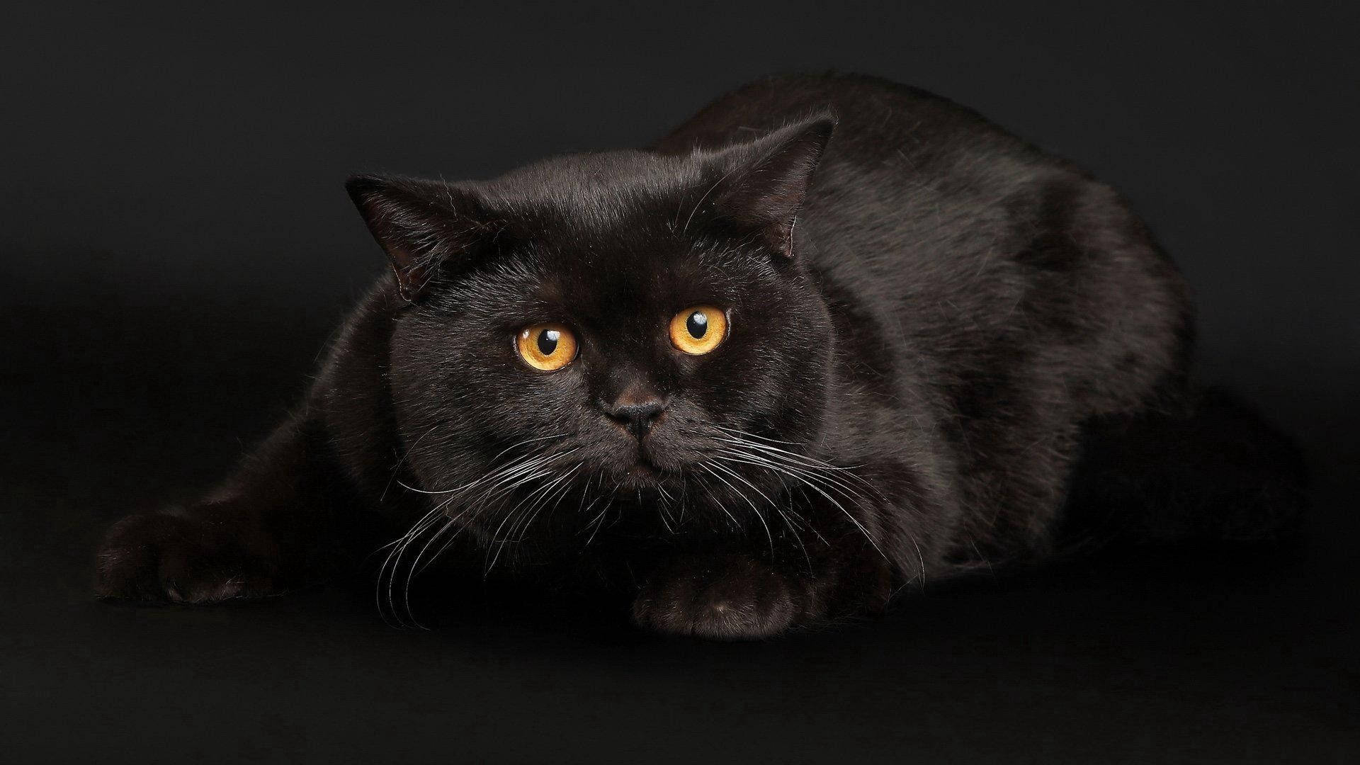 Fondo de pantalla de gato negro gordo