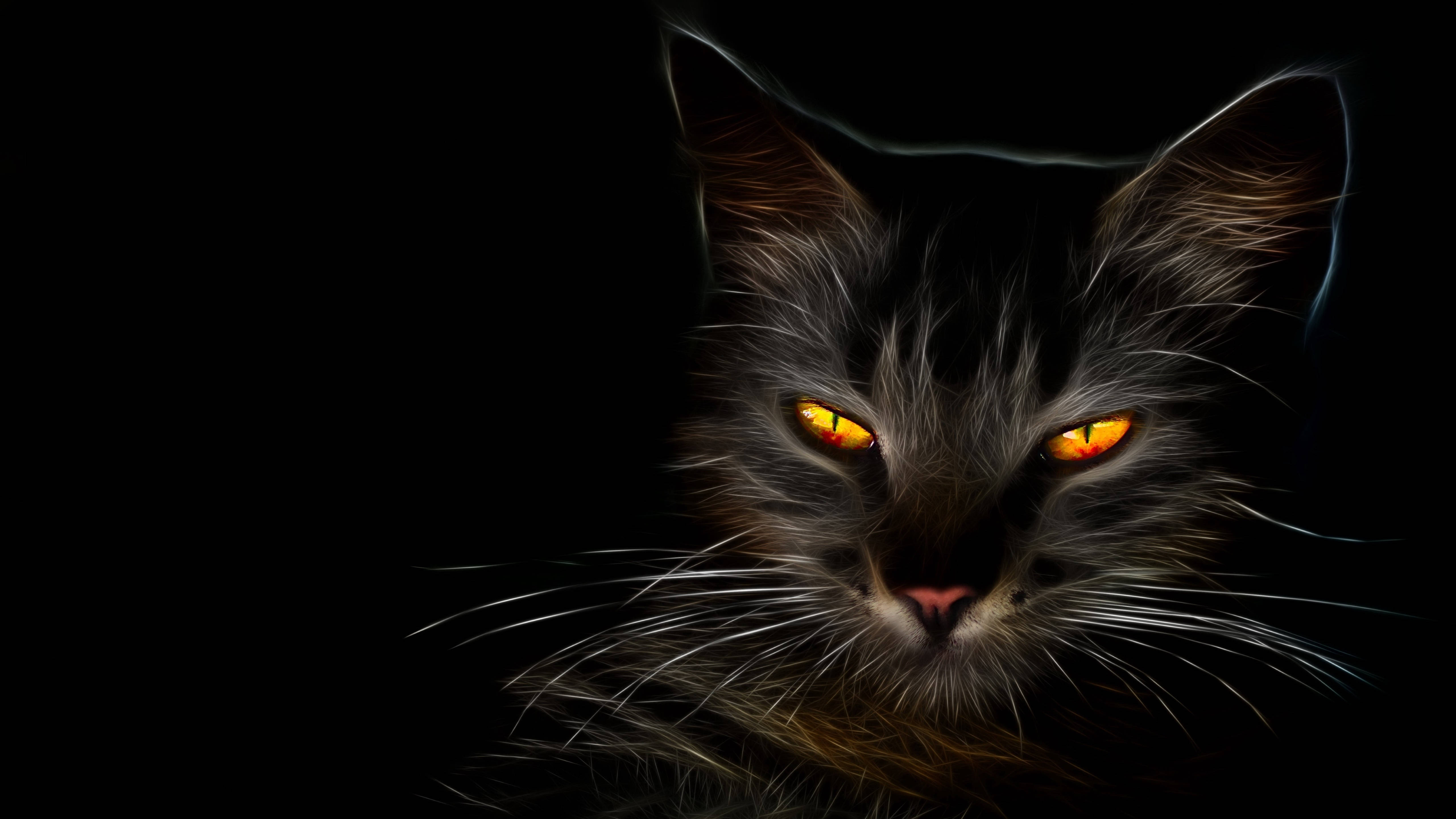 Gato Negro HD Fondos de pantalla