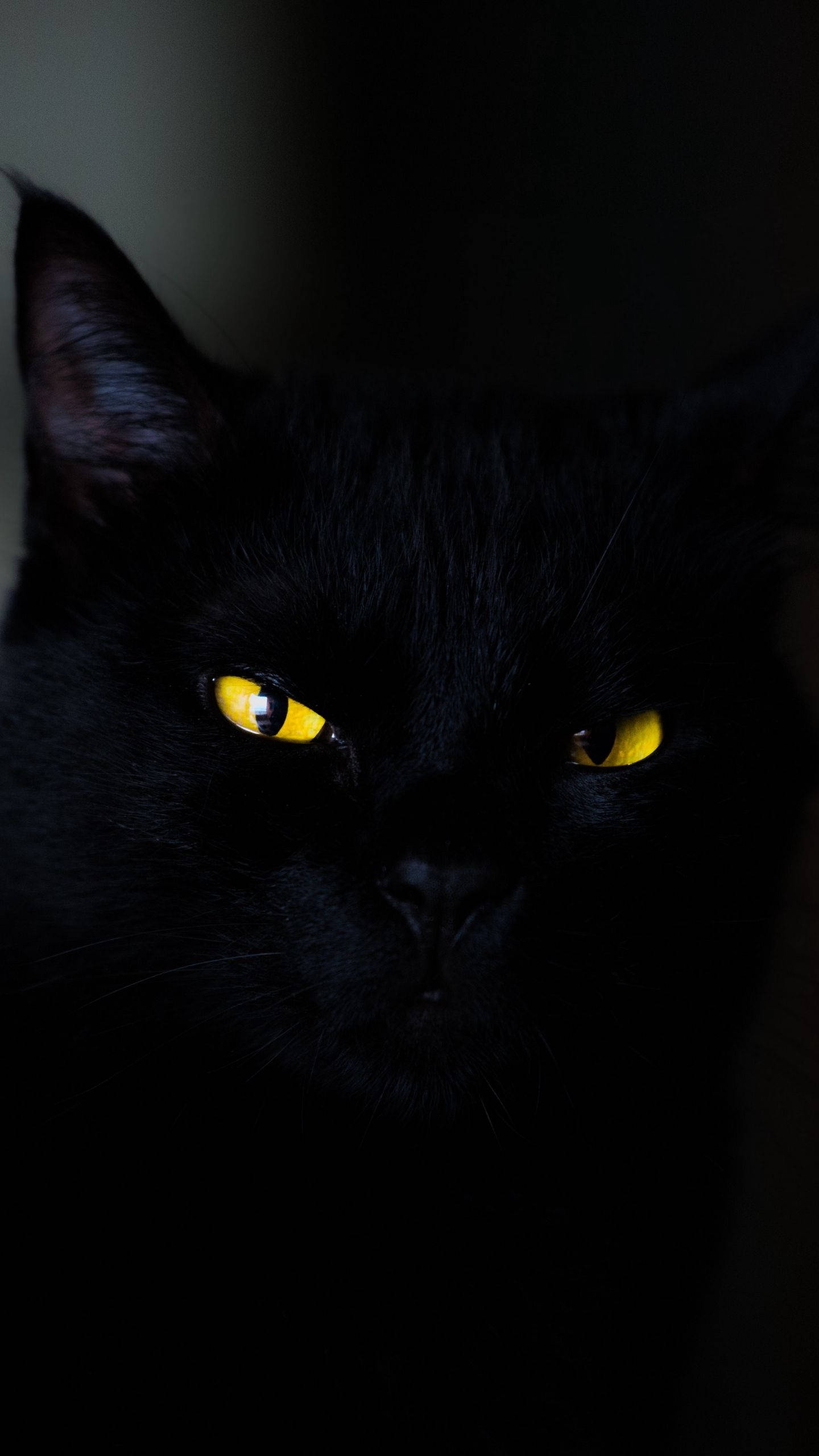 Gato Negro iPhone 6 Plus Fondos de pantalla