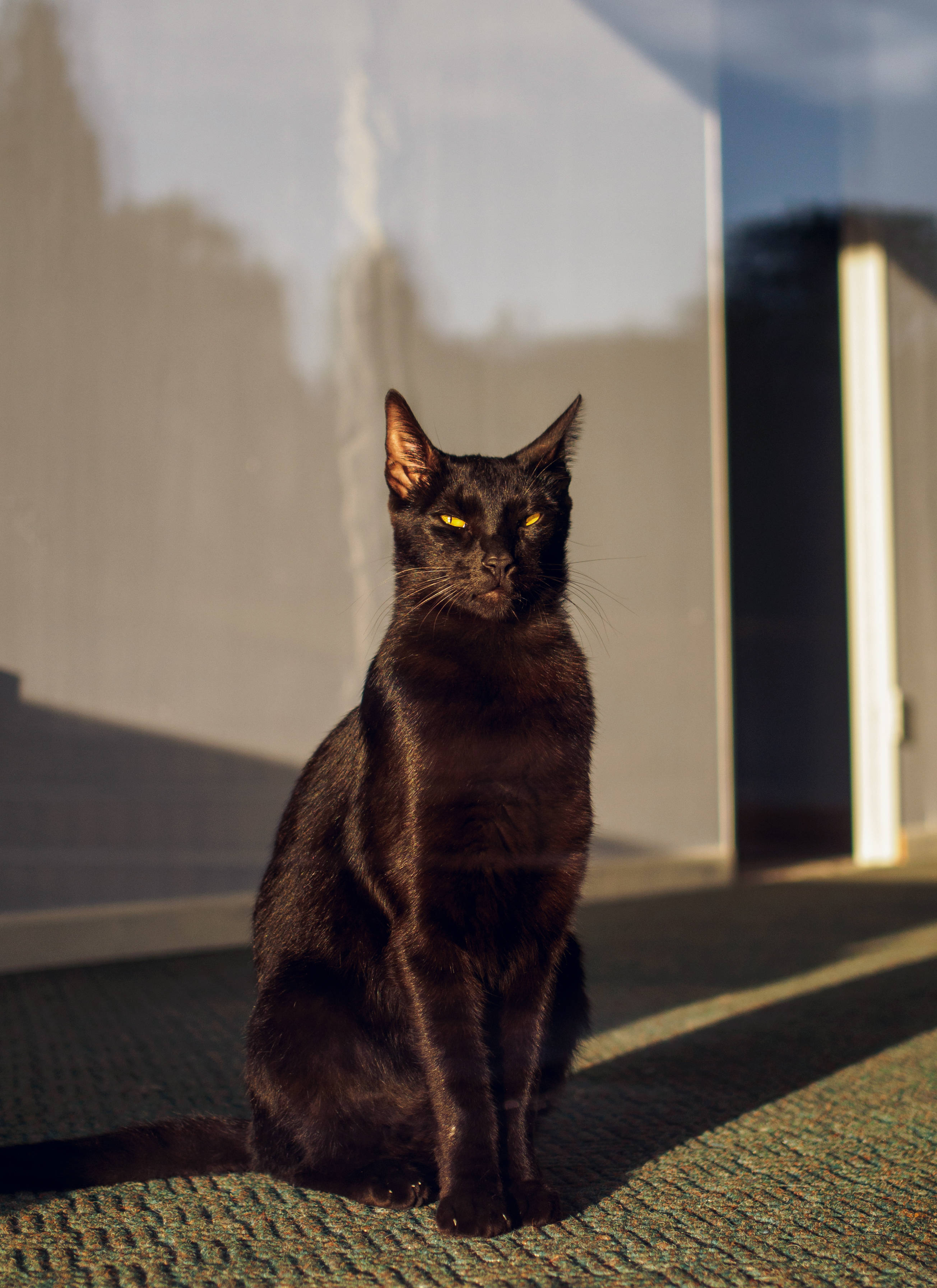 Gato negro junto a ventana soleada Fondos de pantalla