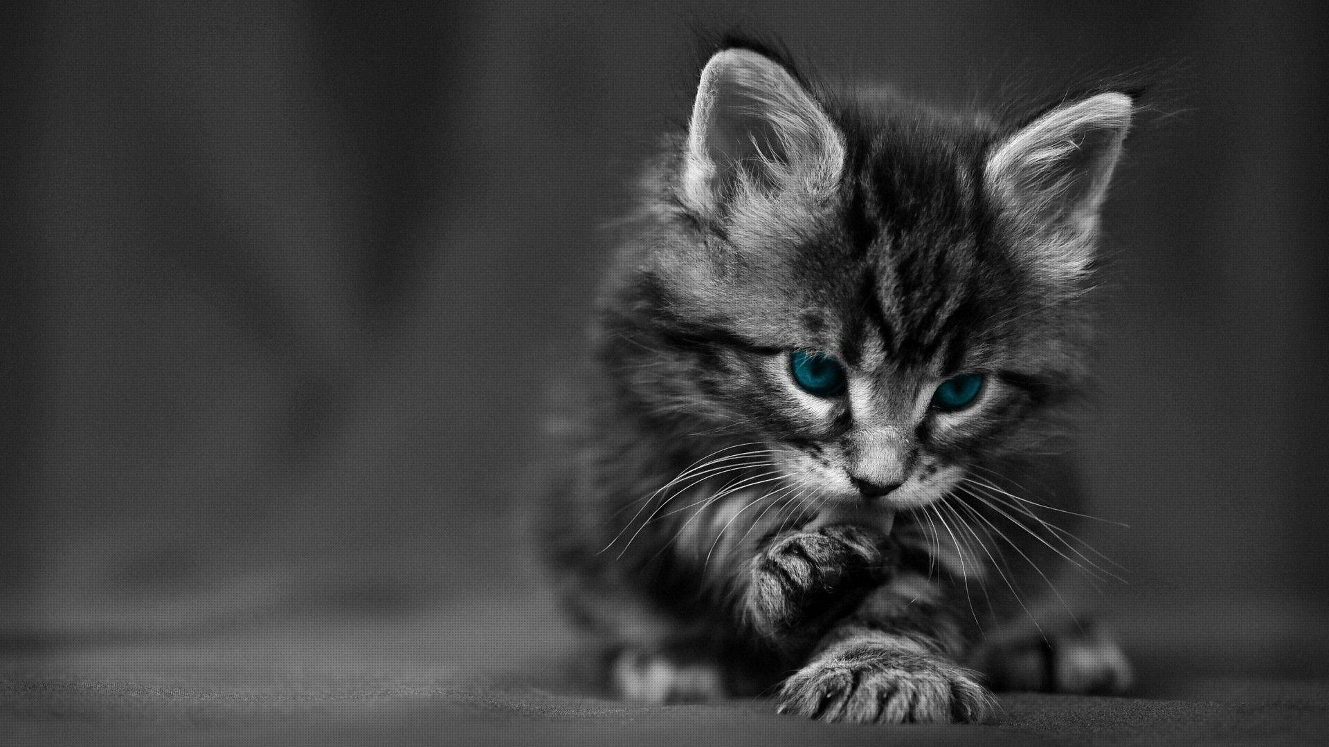 Gato negro magnífico y encantador en un ambiente místico Fondos de pantalla