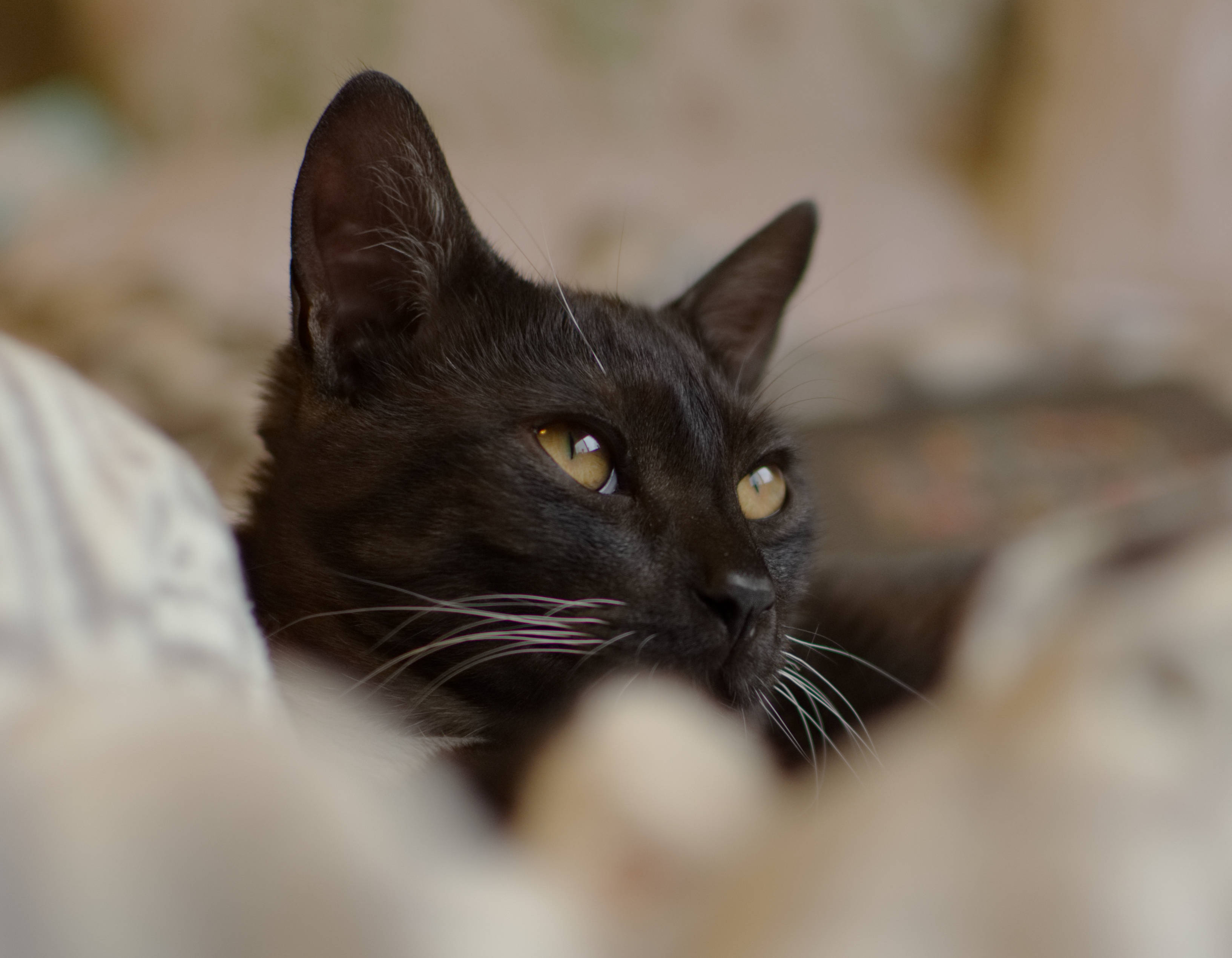 Gato negro mirando a lo lejos Fondos de pantalla