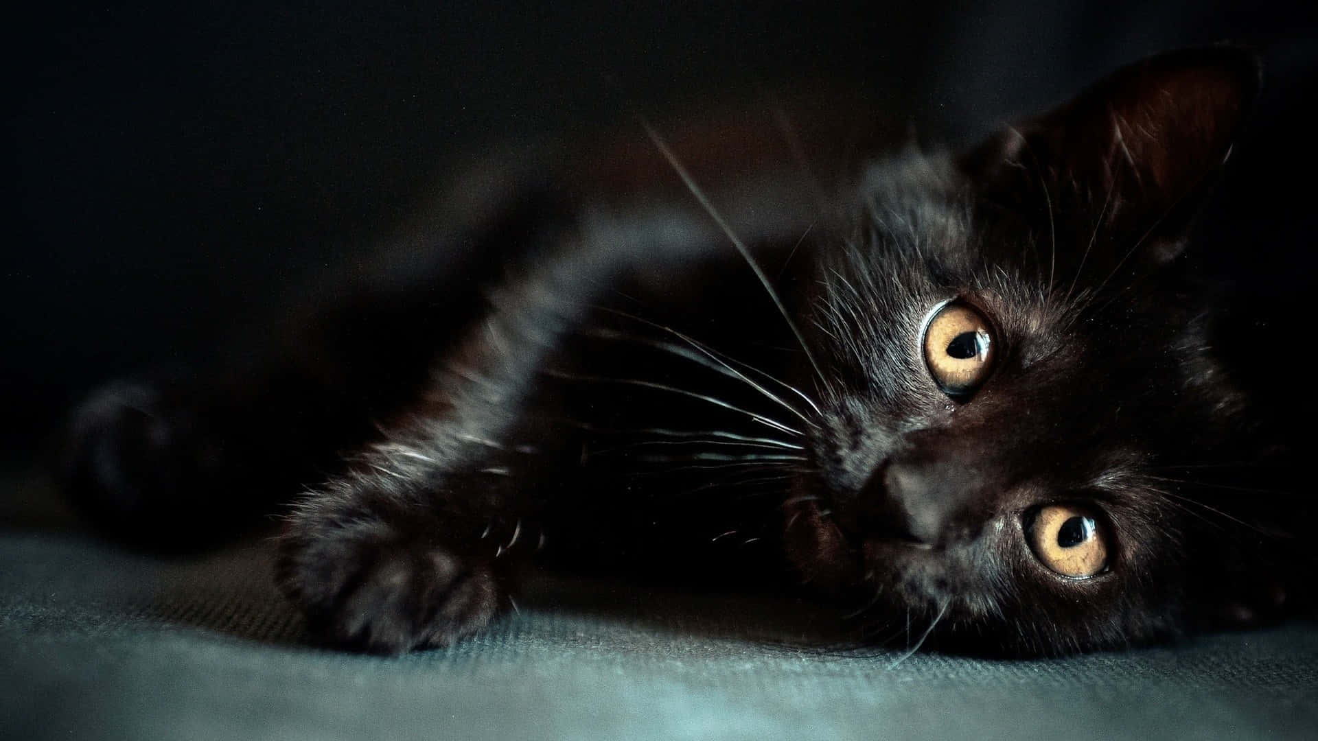 Gato negro oscuro y lindo acostado Fondos de pantalla