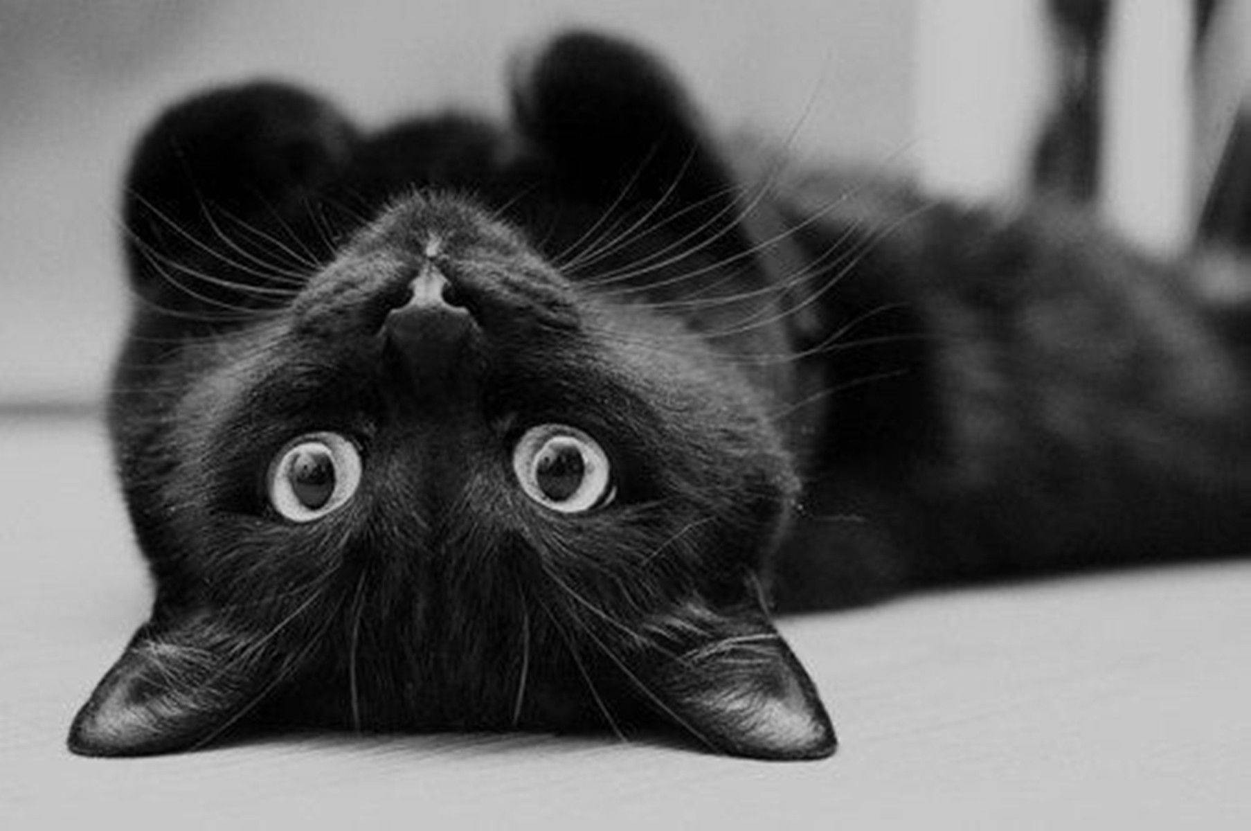 Gato Negro Panza Arriba Fondos de pantalla
