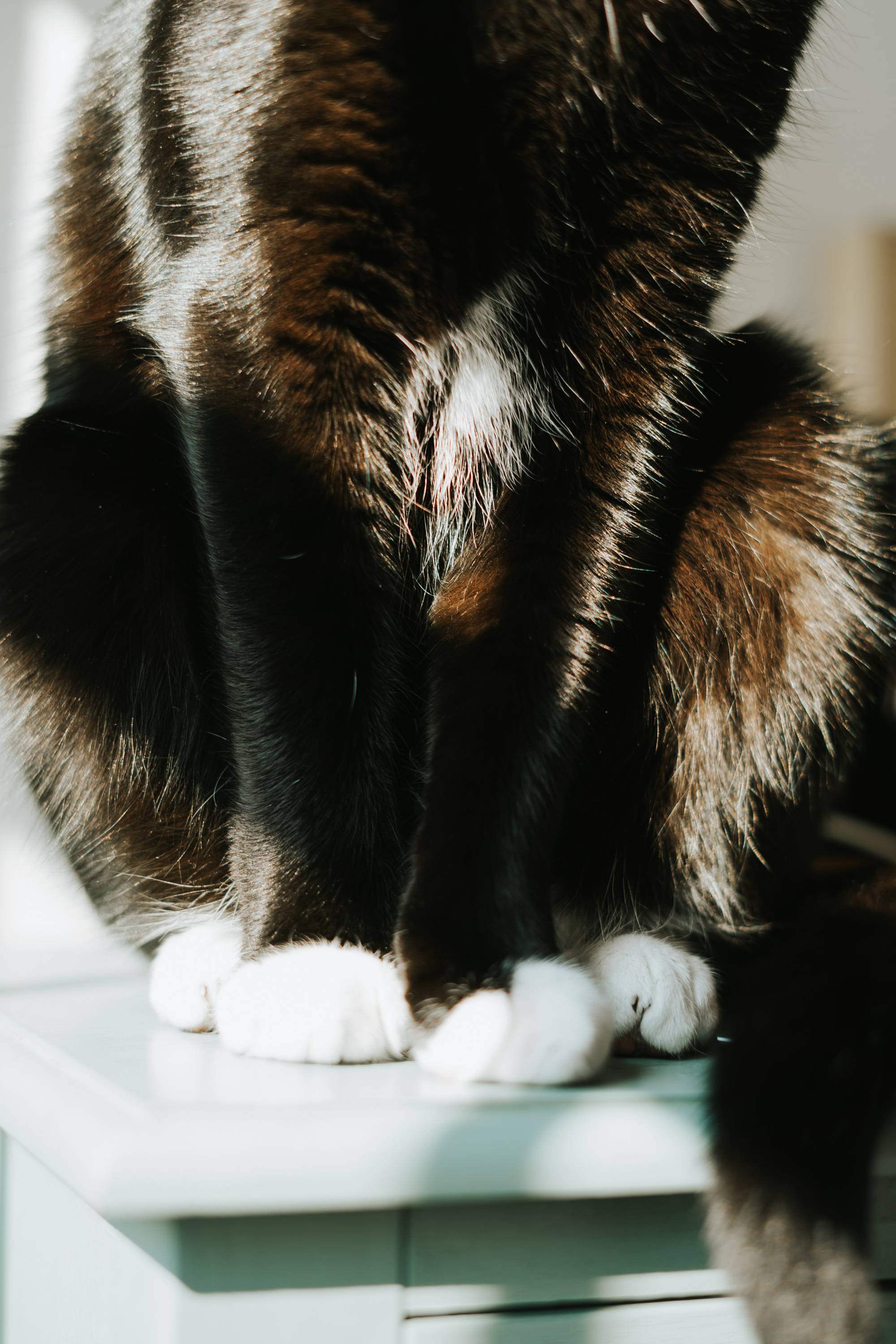 Gato Negro Patas Blancas Fondos de pantalla