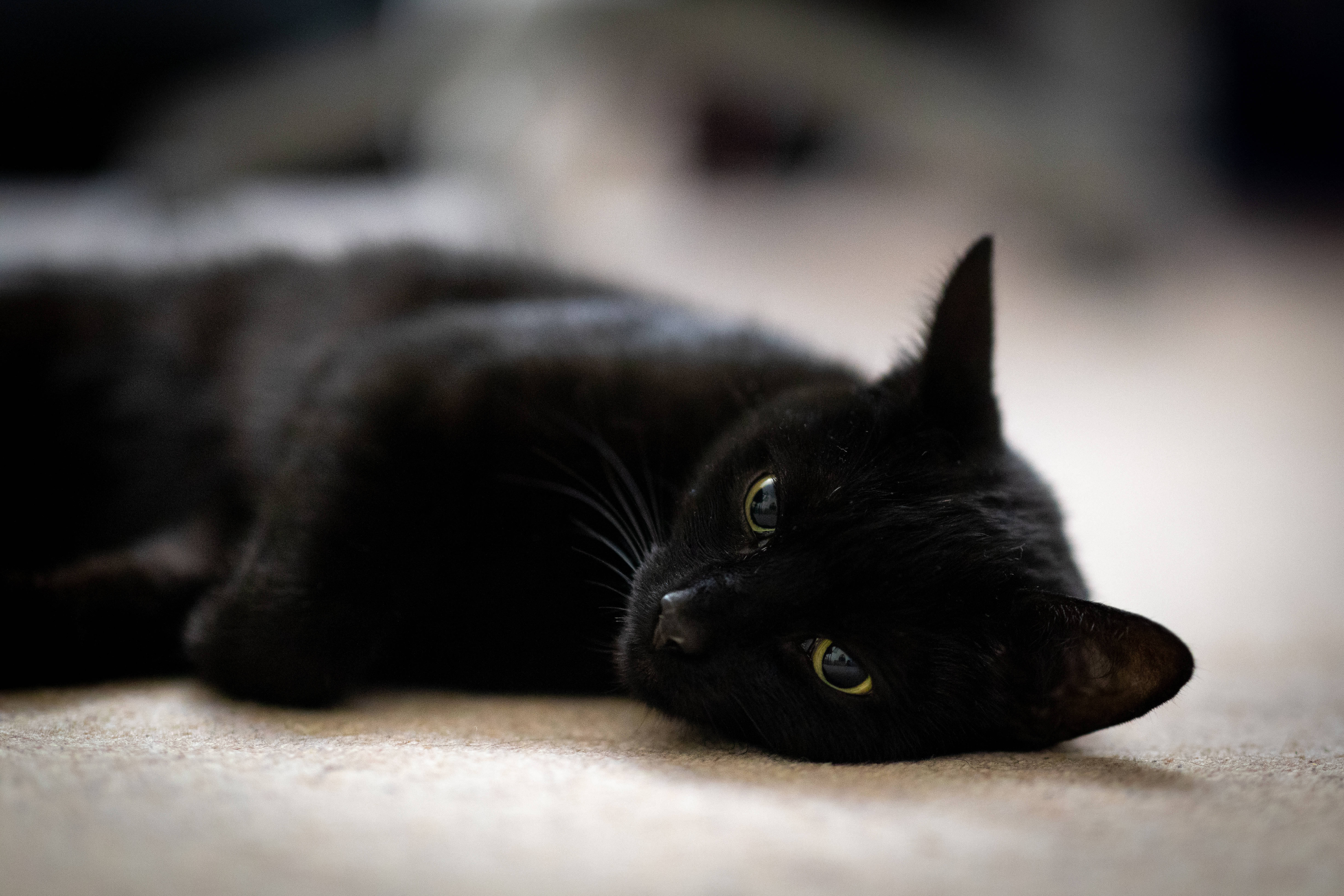 Gato negro recostado Fondos de pantalla