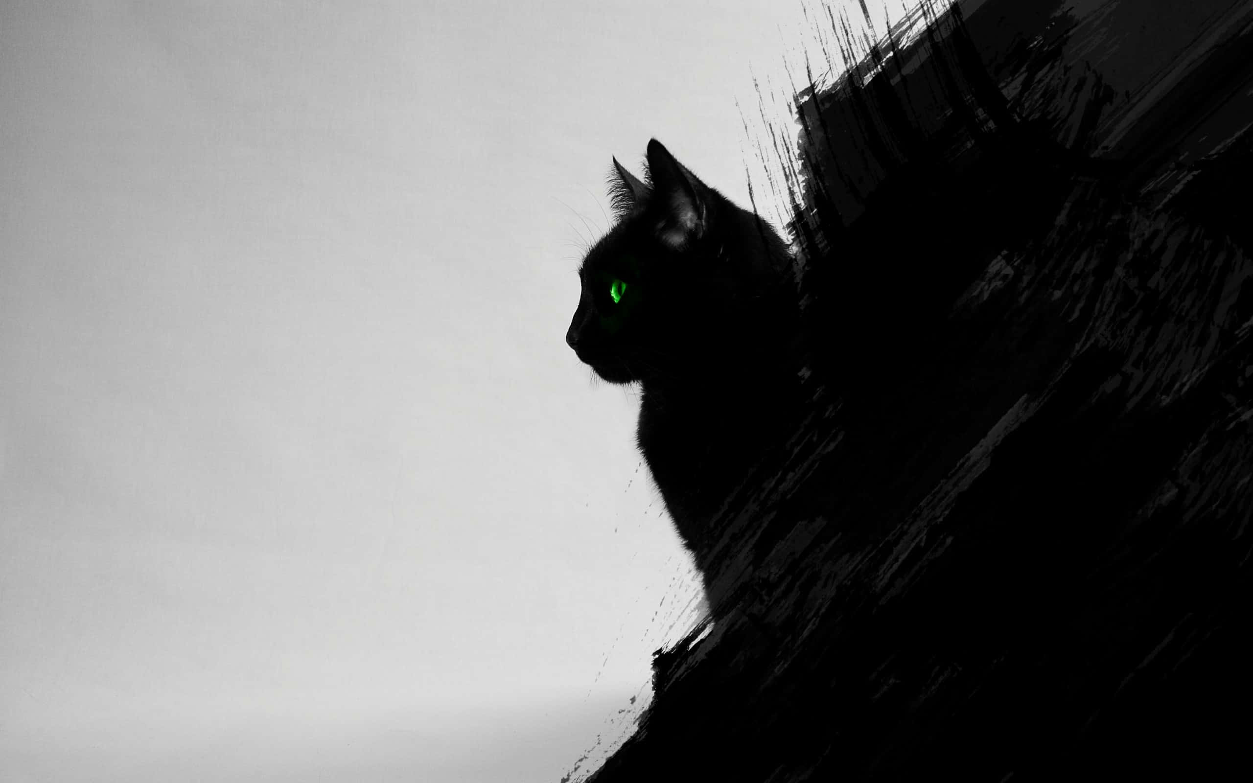 Gato negro relajado al sol Fondos de pantalla