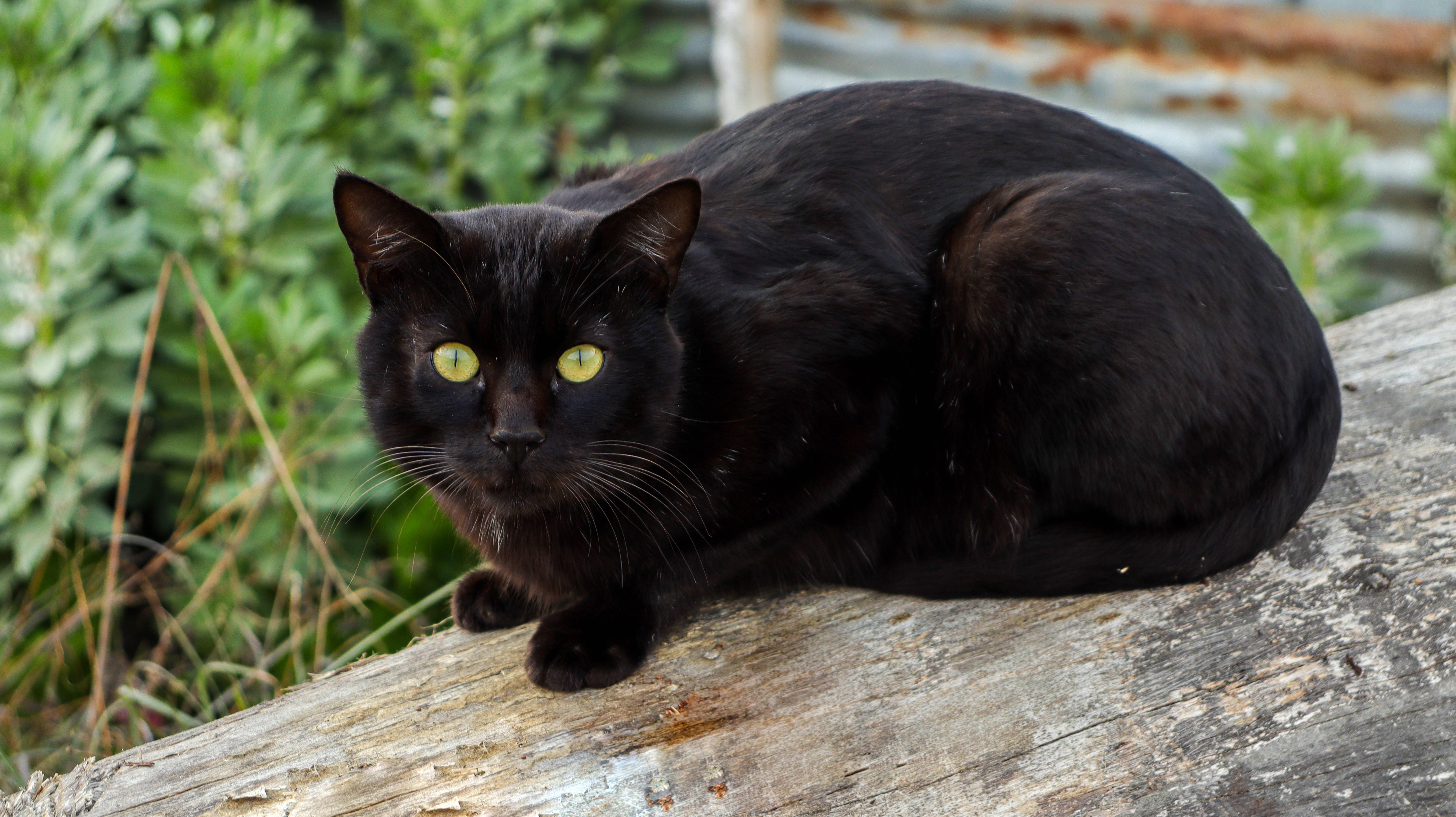 Gato negro sobre tronco de madera Fondos de pantalla