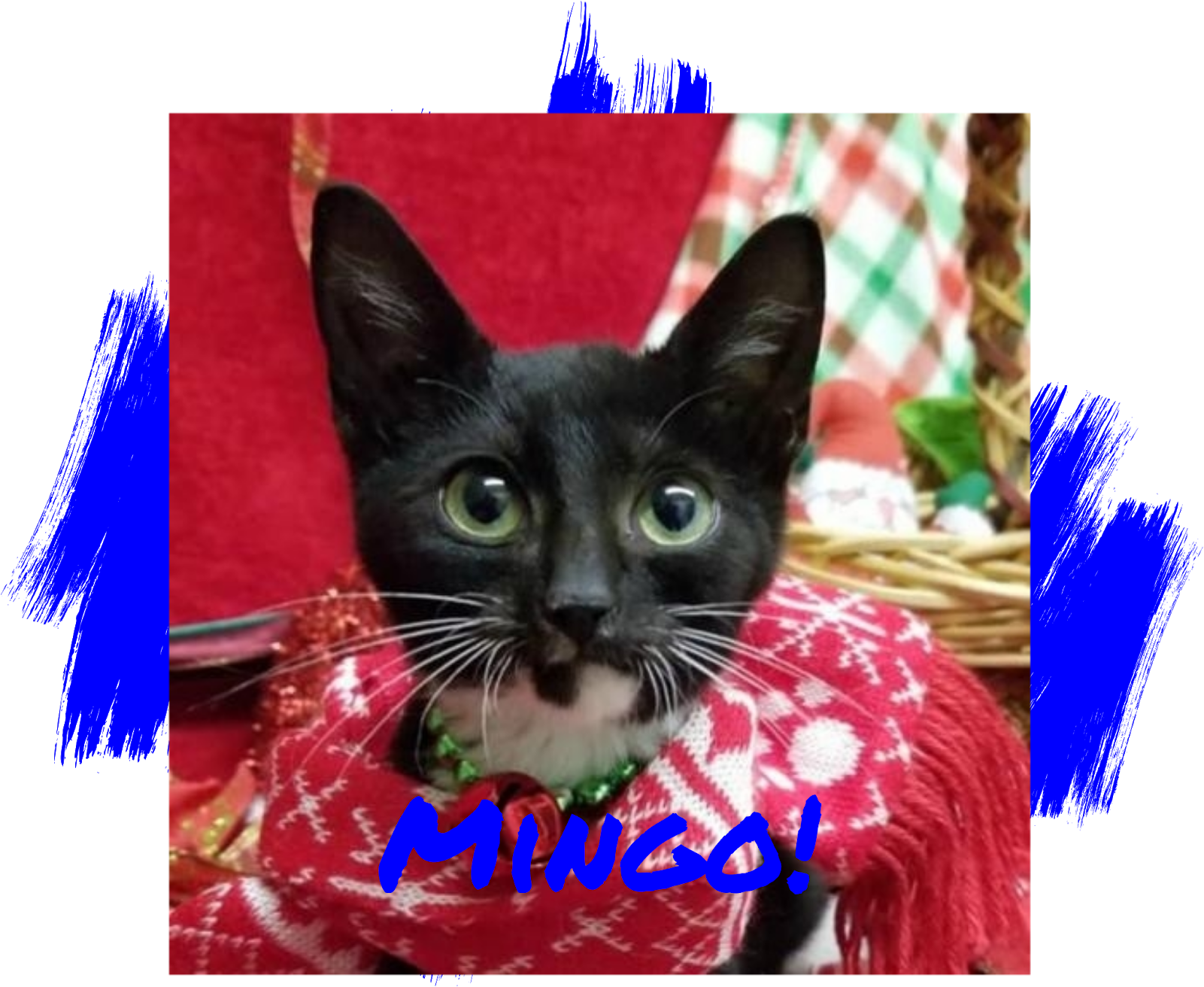 Gato negro sorprendido con bufanda roja meme Fondos de pantalla