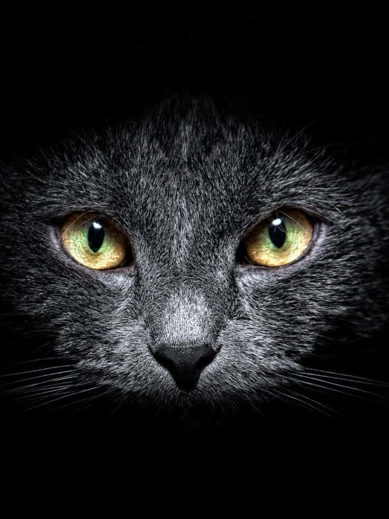 Gato oscuro lindo para iPad Fondos de pantalla
