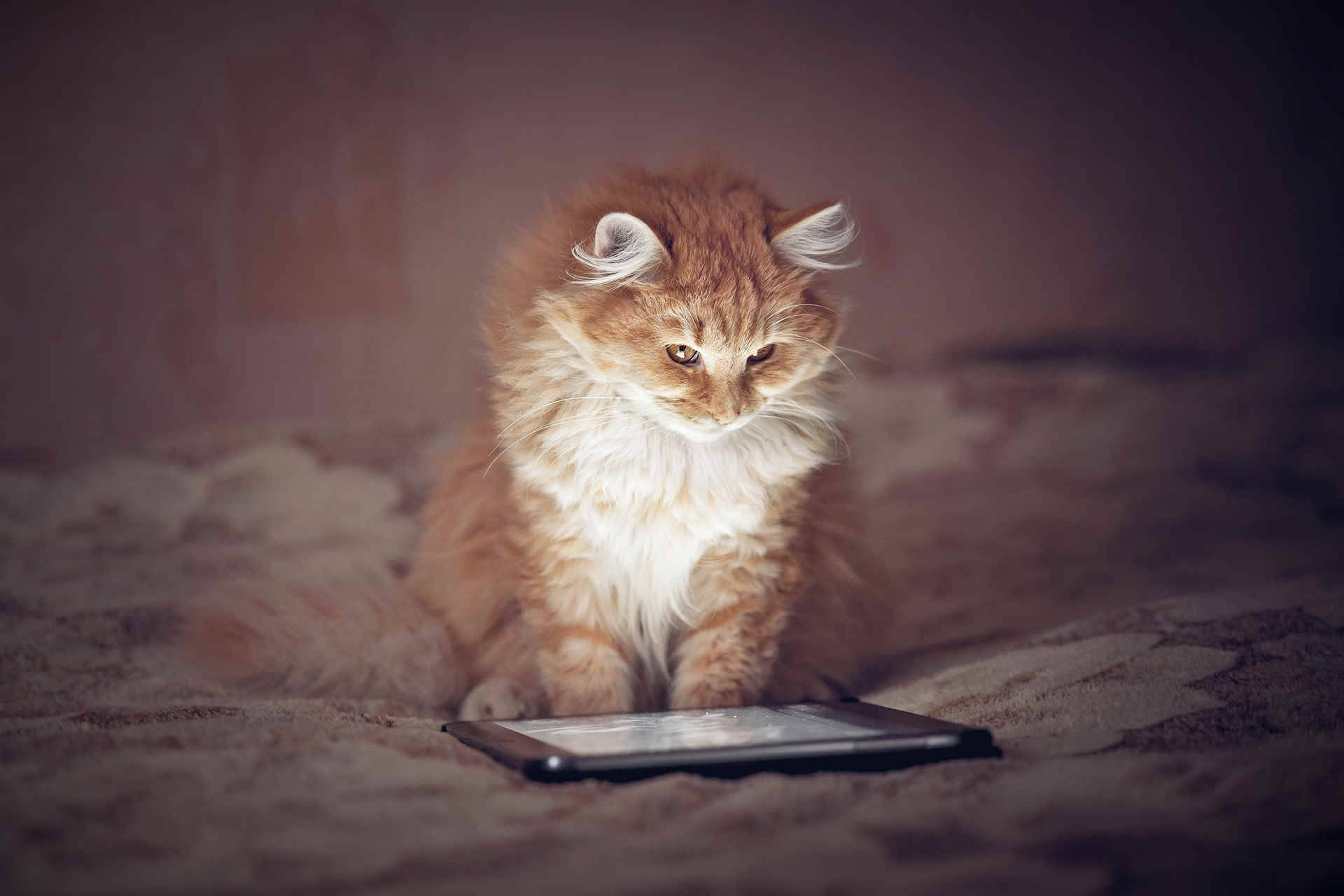 Gato Pelirrojo Esponjoso en Computadora Fondos de pantalla