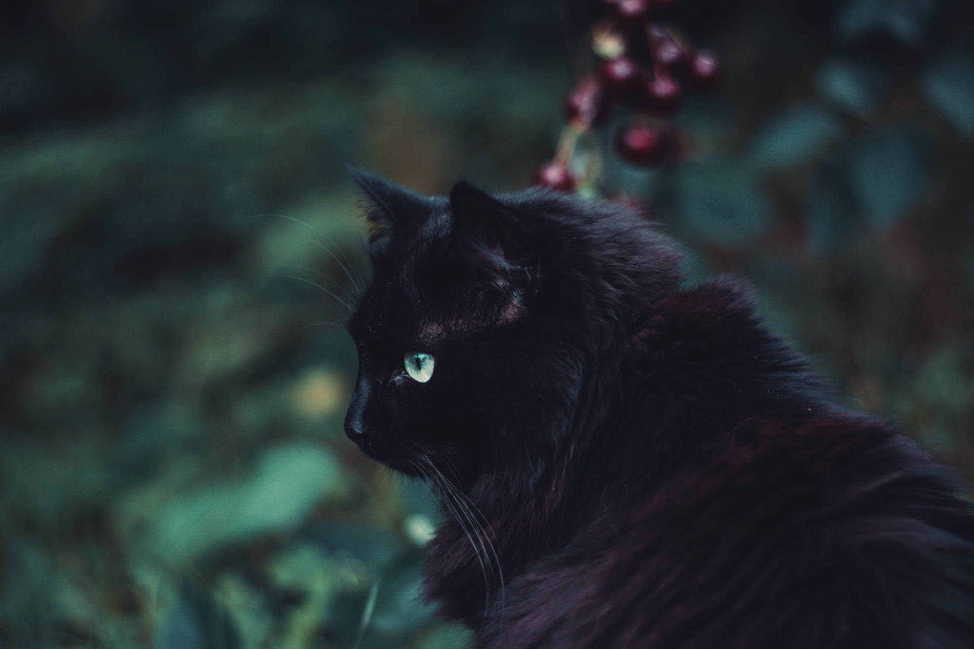 Fondo de pantalla de gato peludo negro animal