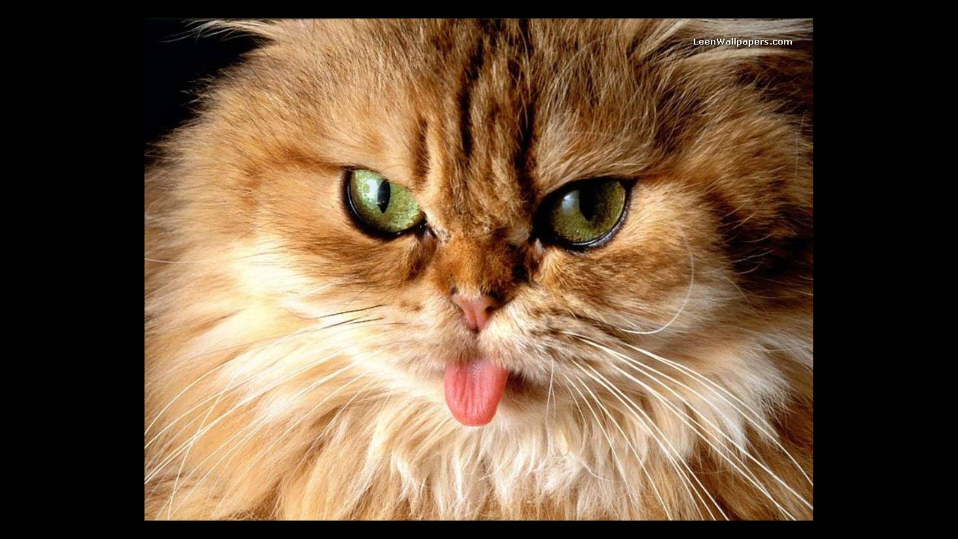 Gato Peludo y Gracioso Haciendo Muecas Fondos de pantalla