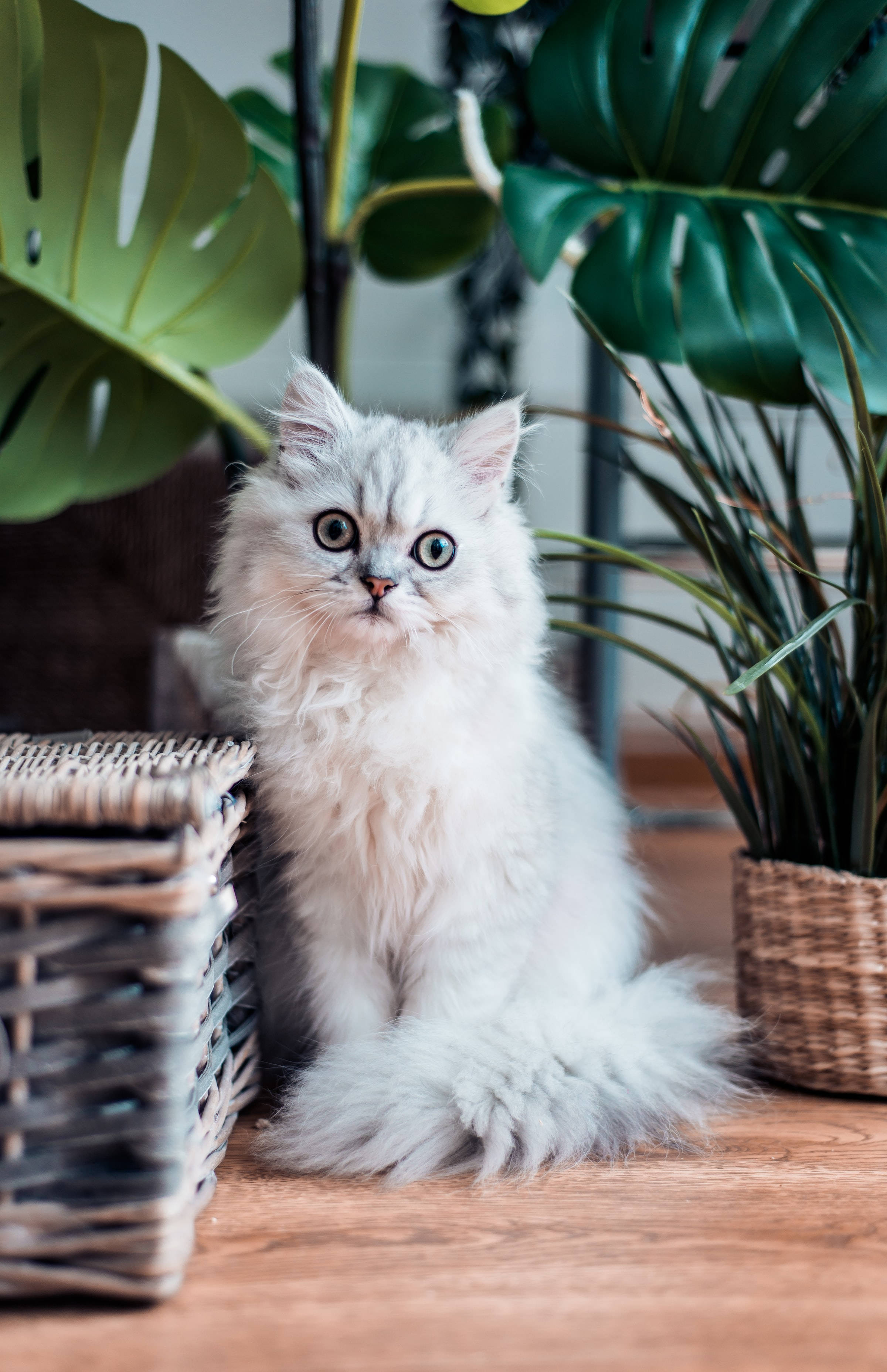 Gato Persa de Pelaje Blanco PFP Fondos de pantalla